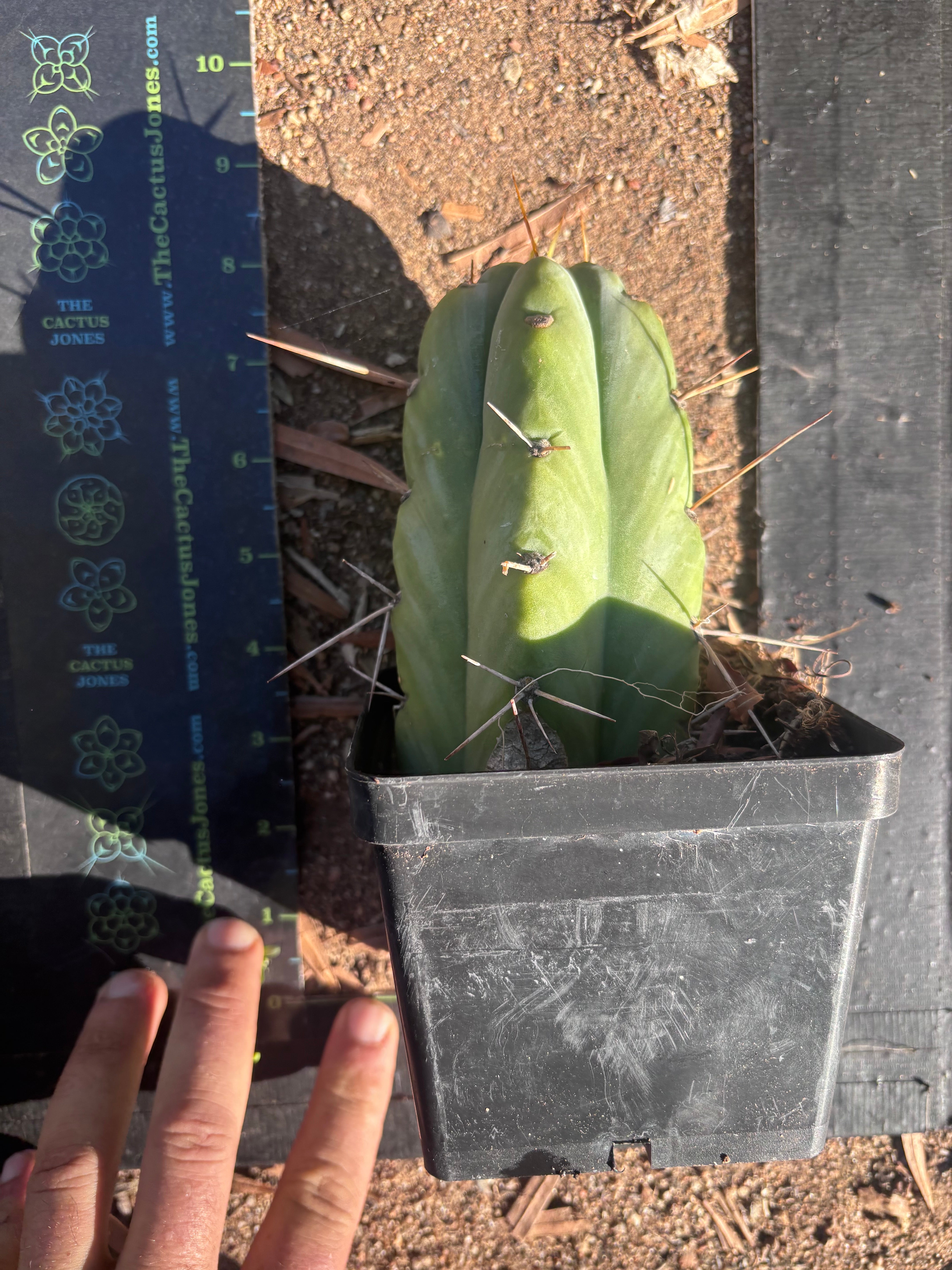 👑🌶️  Jiimz Strong Spine — Rooted Tip