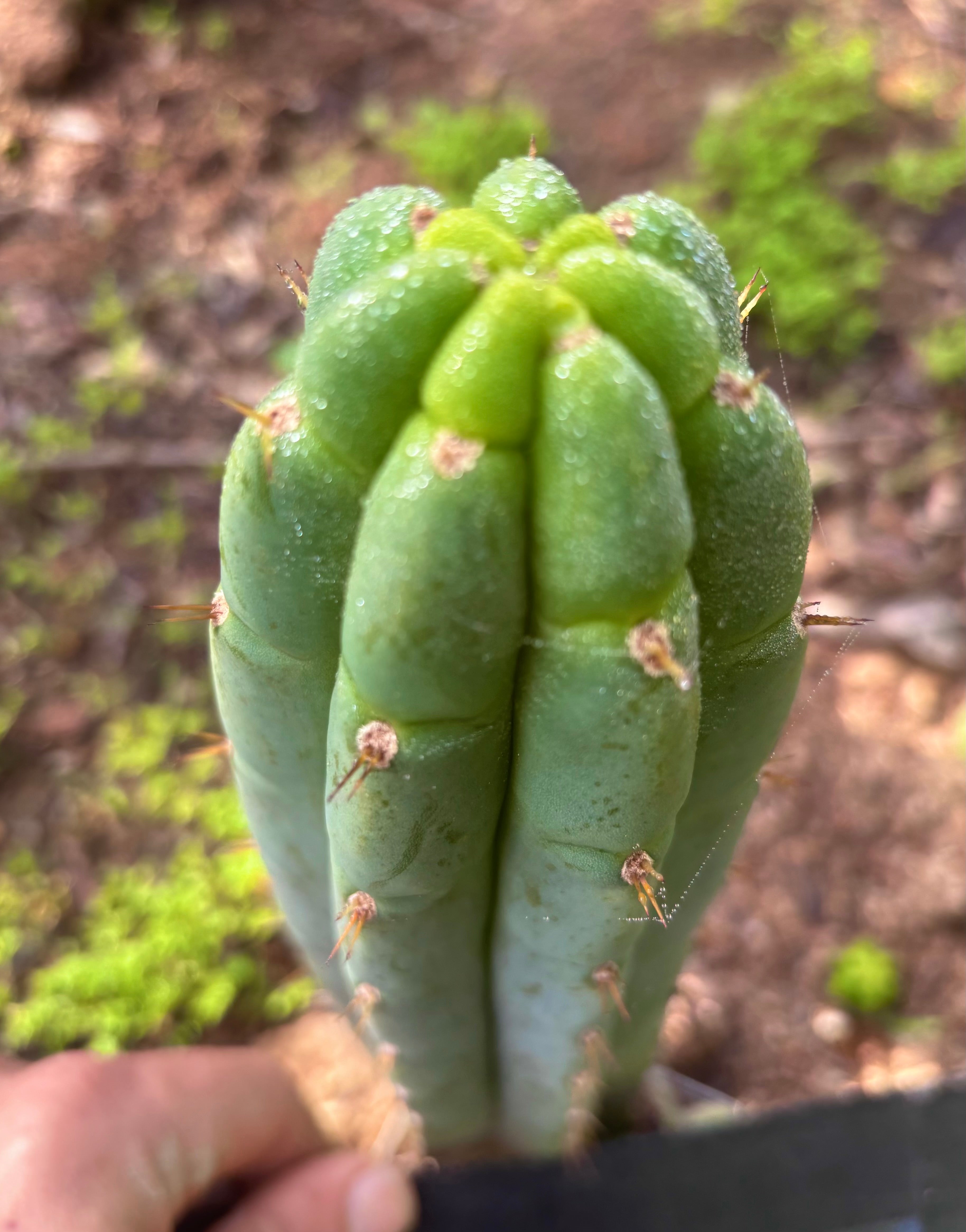 💎👑🌶️🌶️ Austy’s Bomb — 7” Tip