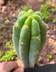 💎👑🌶️🌶️ Austy’s Bomb — 7” Tip