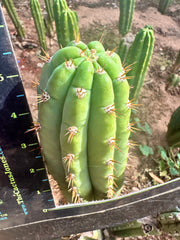 JJOP — FREE ADD-ON ITEM!