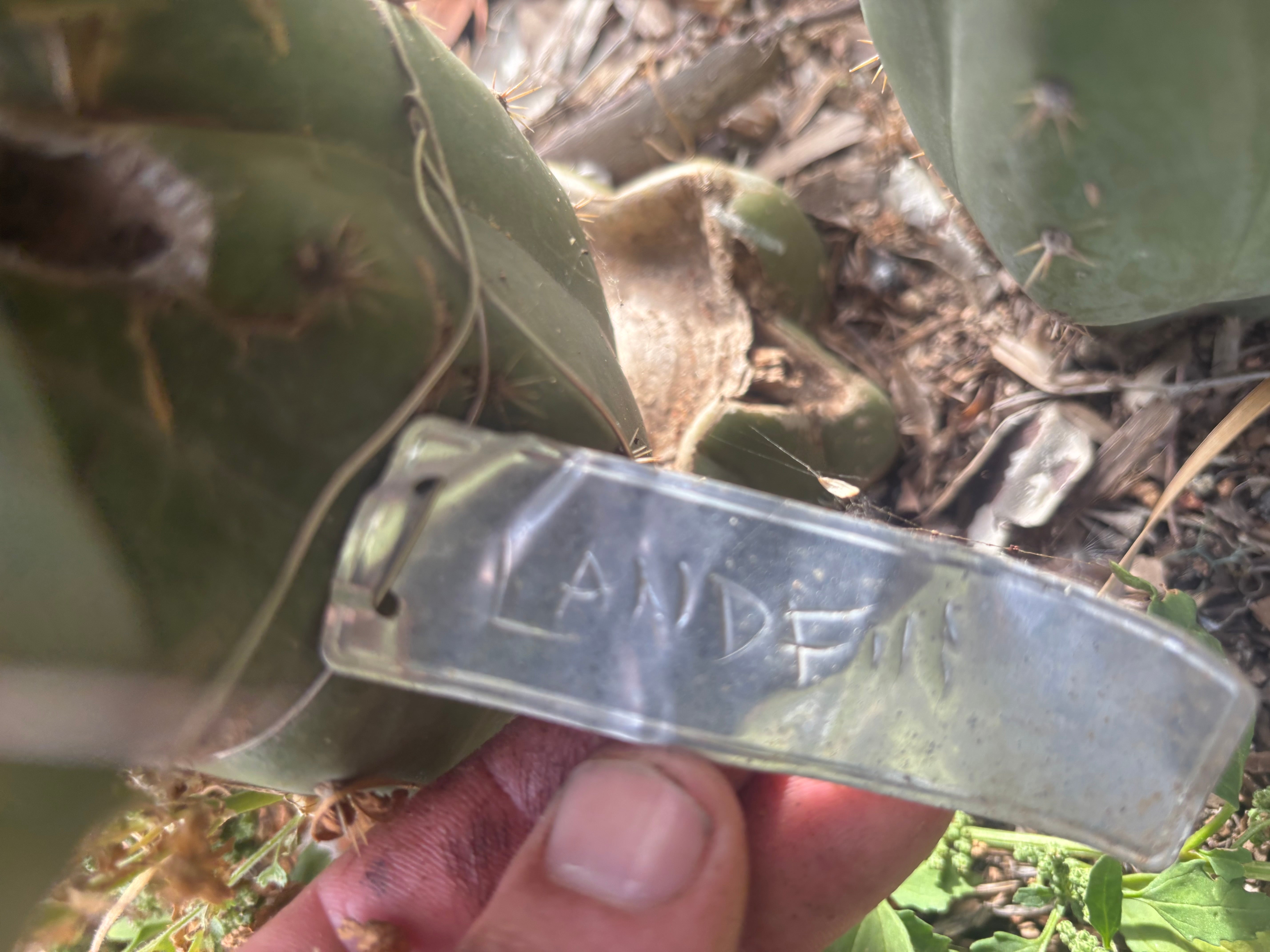👑🌶️🌶️ Landfill — 10” Pup