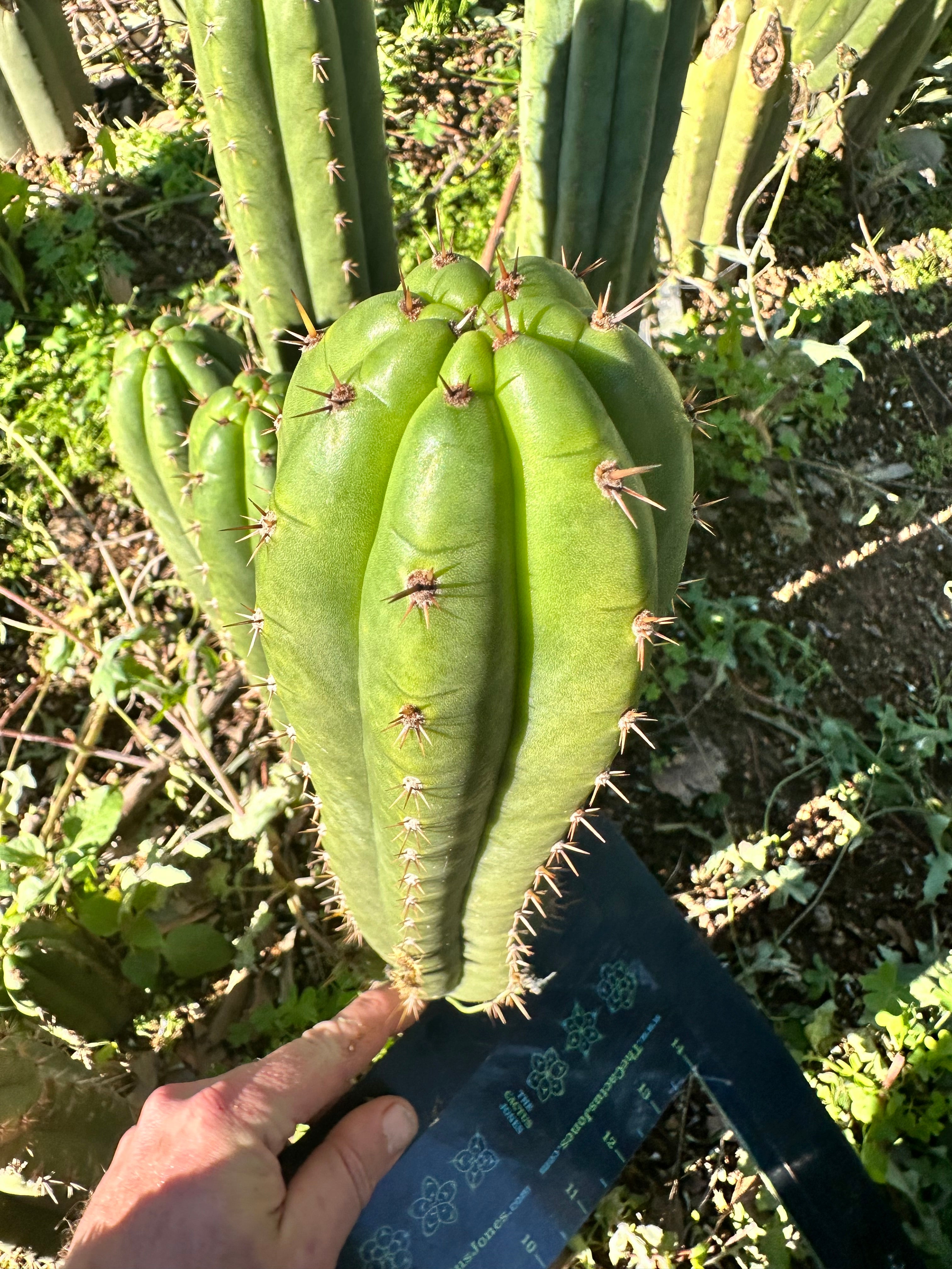 *👑🌶️ Torres & Torres — 12” Tips (Restocked — 4)