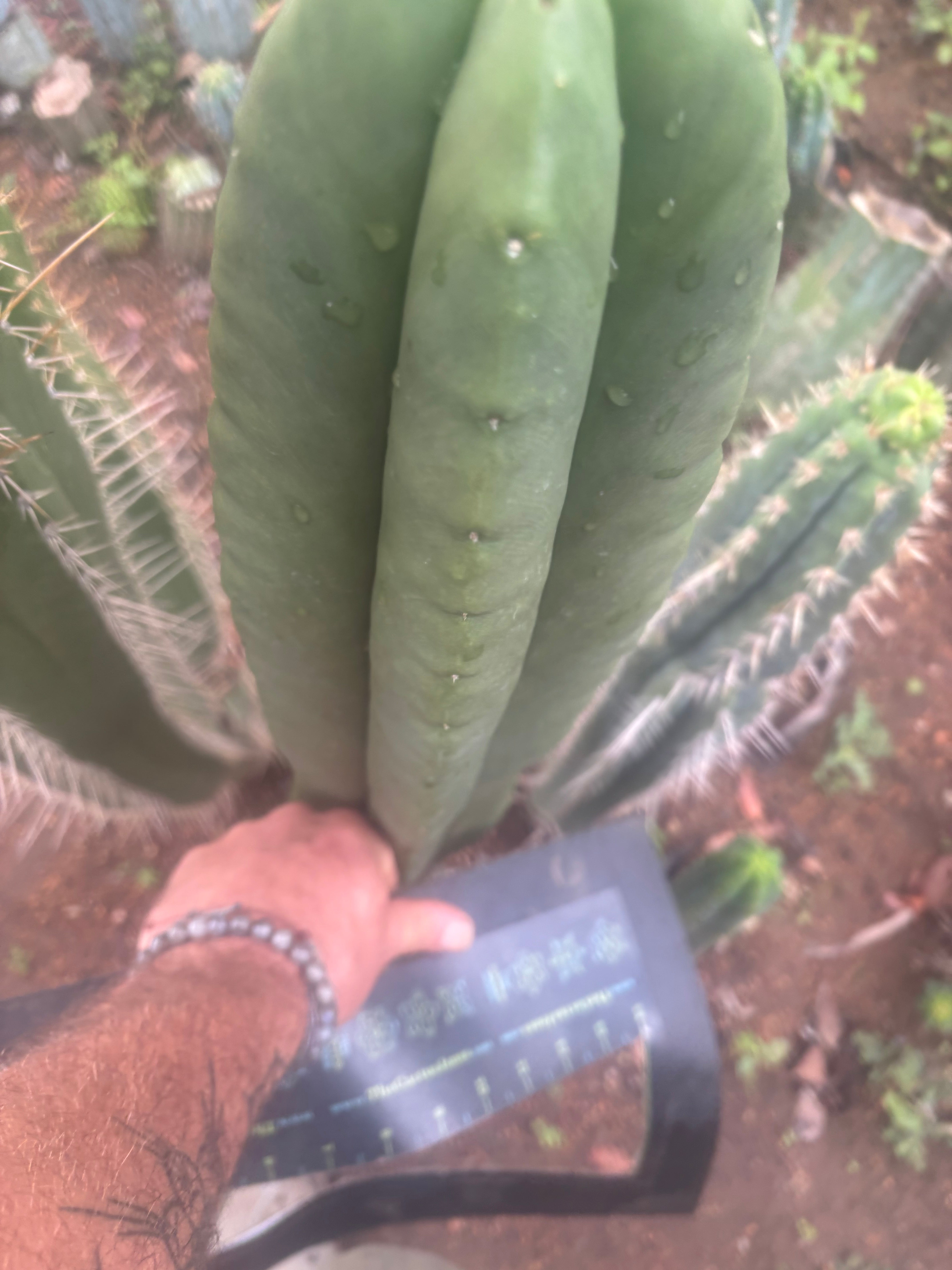 💎👑💎 Hulk  — *MASSIVE* XXL 16” Tip