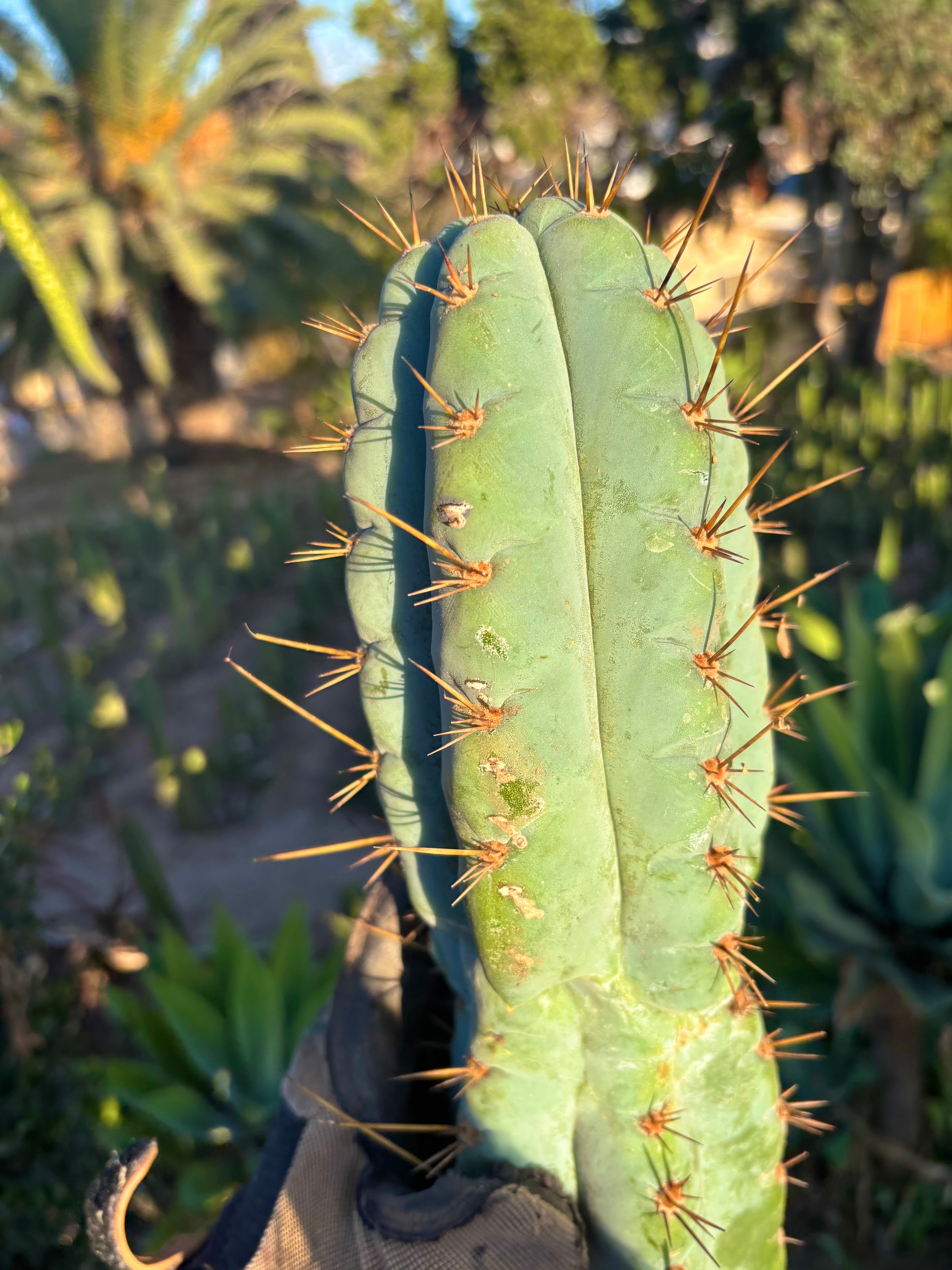💎👑💎 Papa Smurf — XL 14” Tip