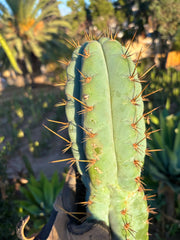 💎👑💎 Papa Smurf — XL 14” Tip