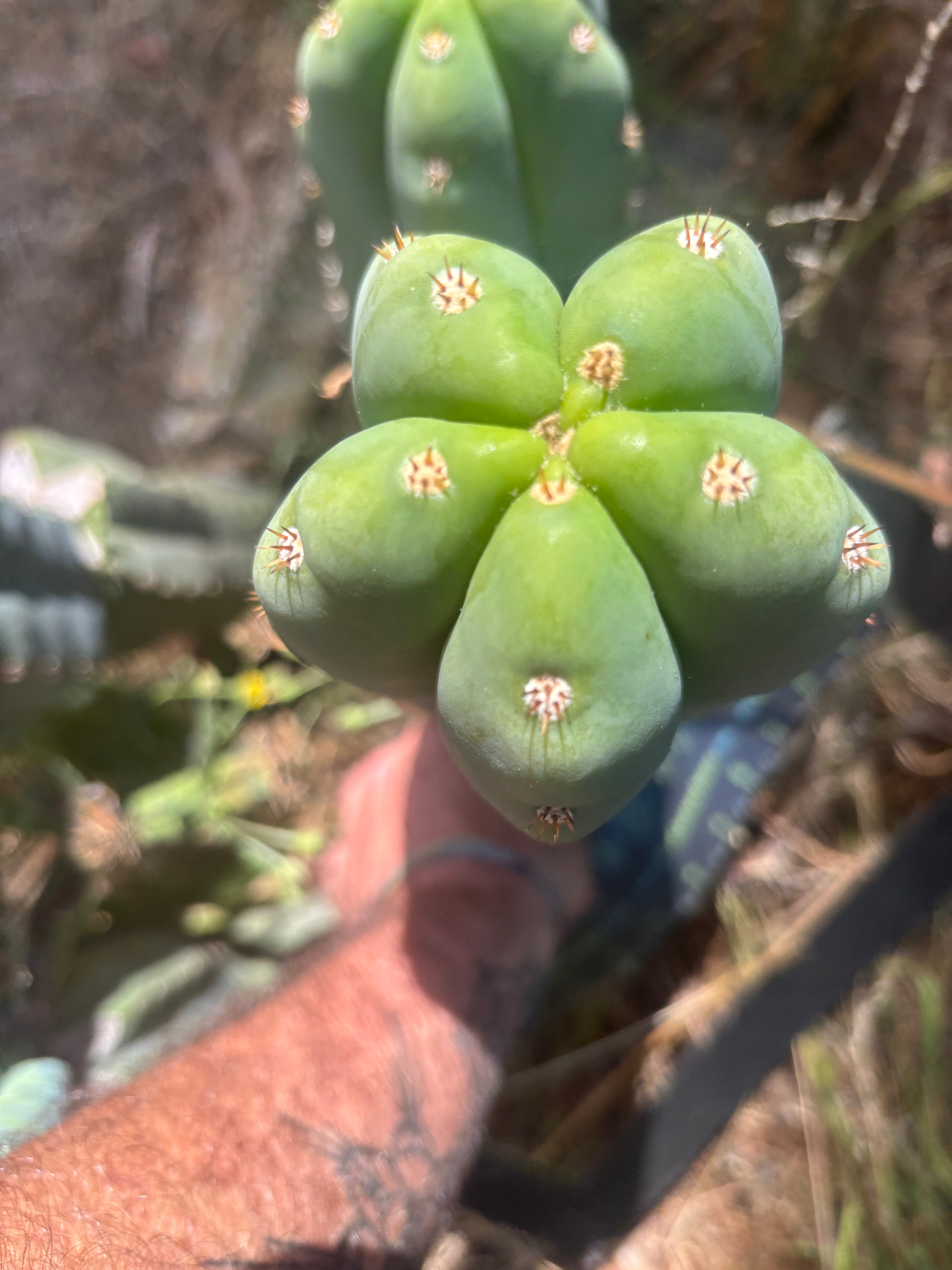 💎 Heynes x Sharxx  — BEEFY 13” Pup