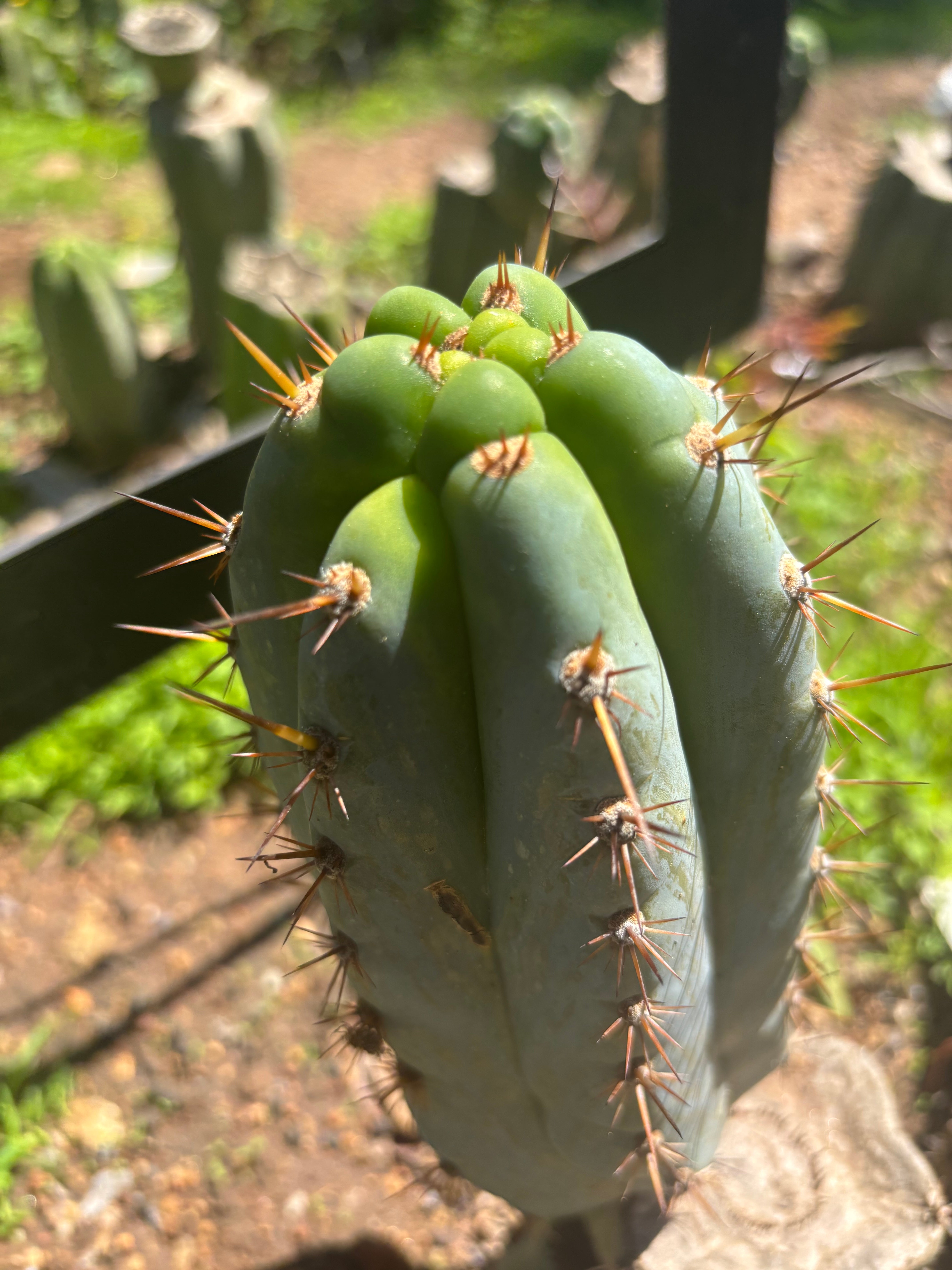 💎👑  Bart! — Chubby 8” Pup