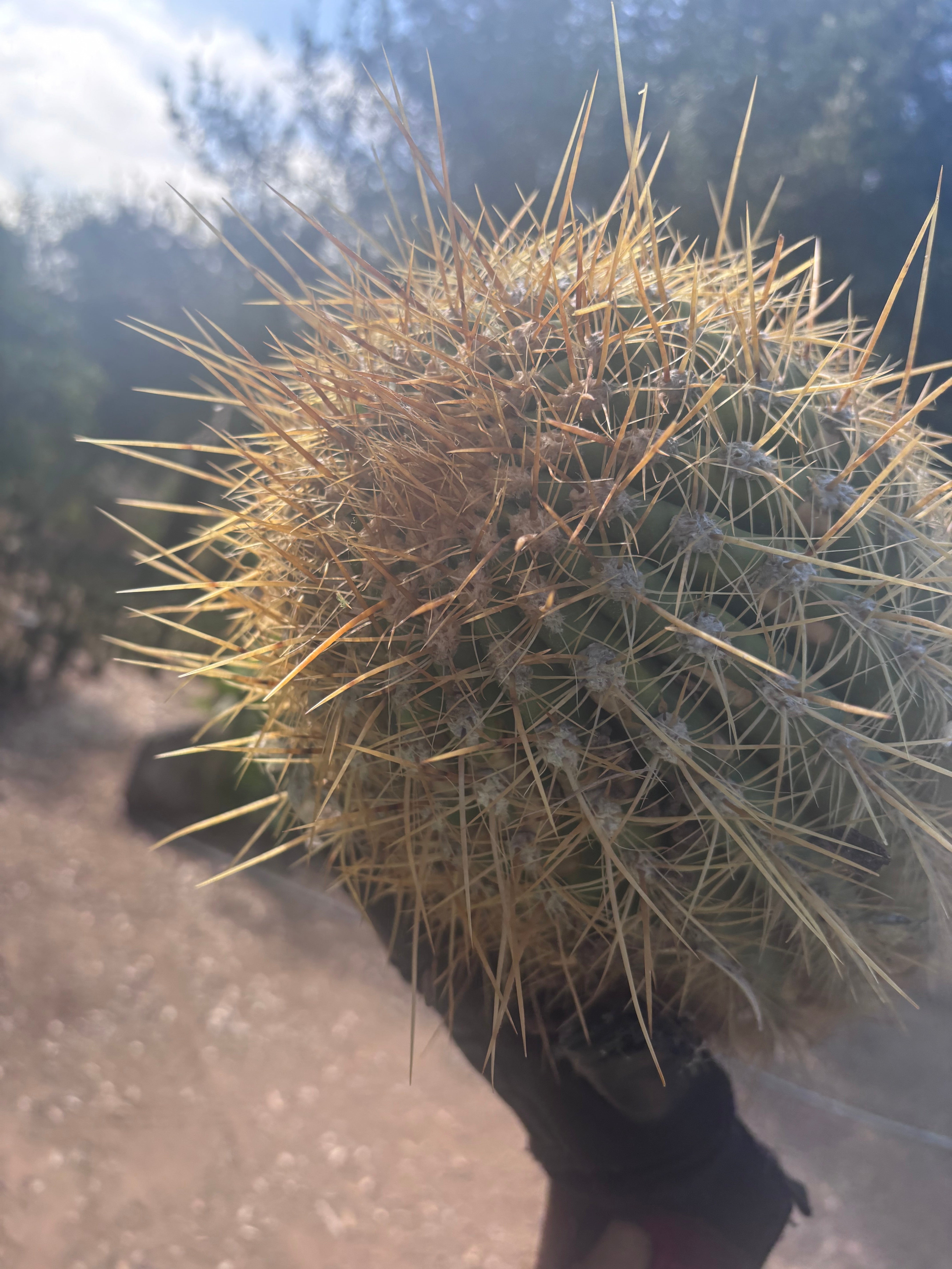 💎💎 T. Atacamensis — MASSIVE 17” Pups