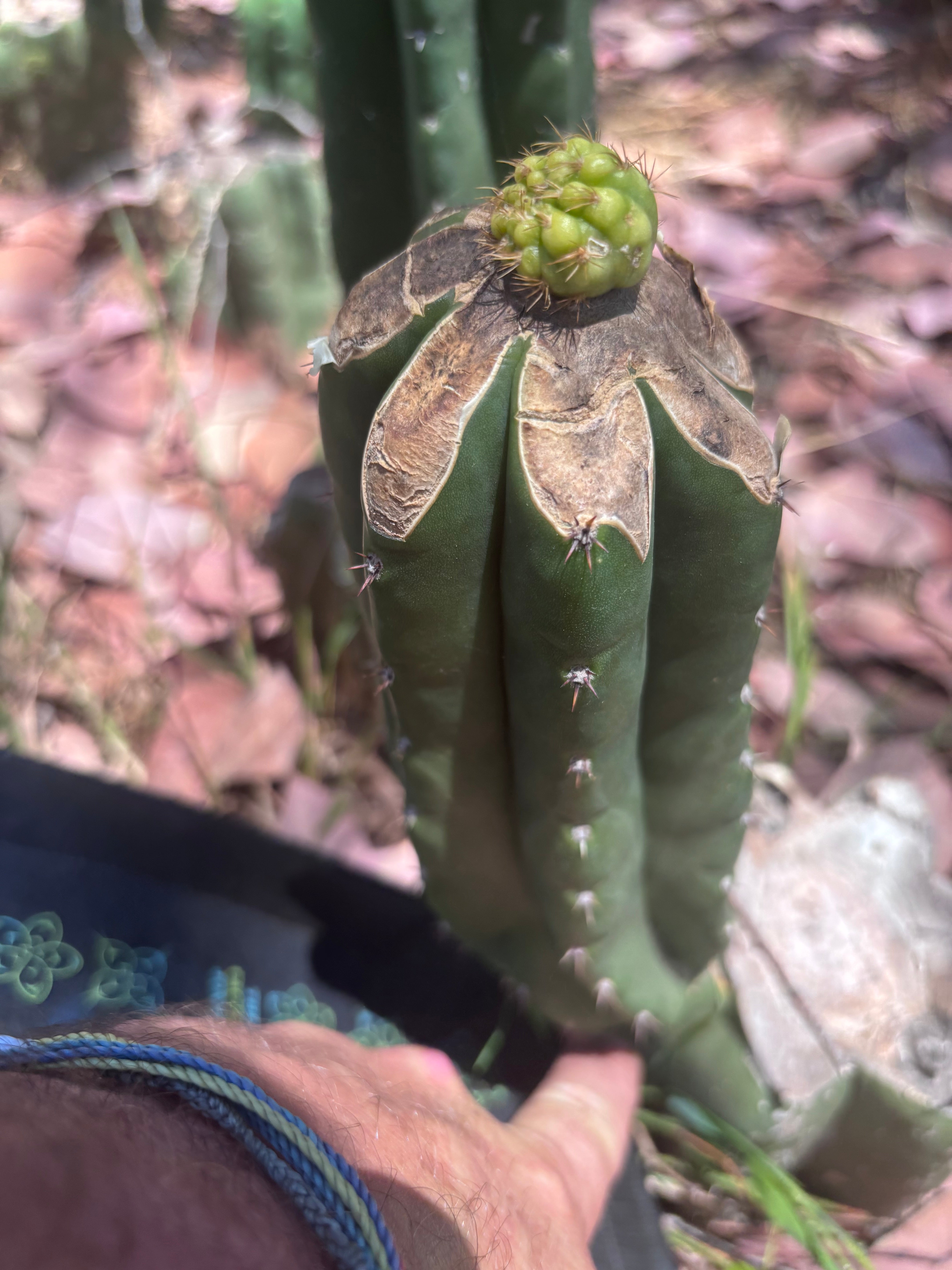 👑💎 Hulk’s Balls Graft