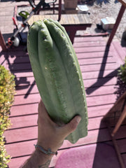 👑💎🌶️ The 2nd Fattest Soozy Tip I’ve Ever Listed