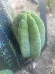 👑🌶️🌶️ Cahuilla  — Fat 8” Pup