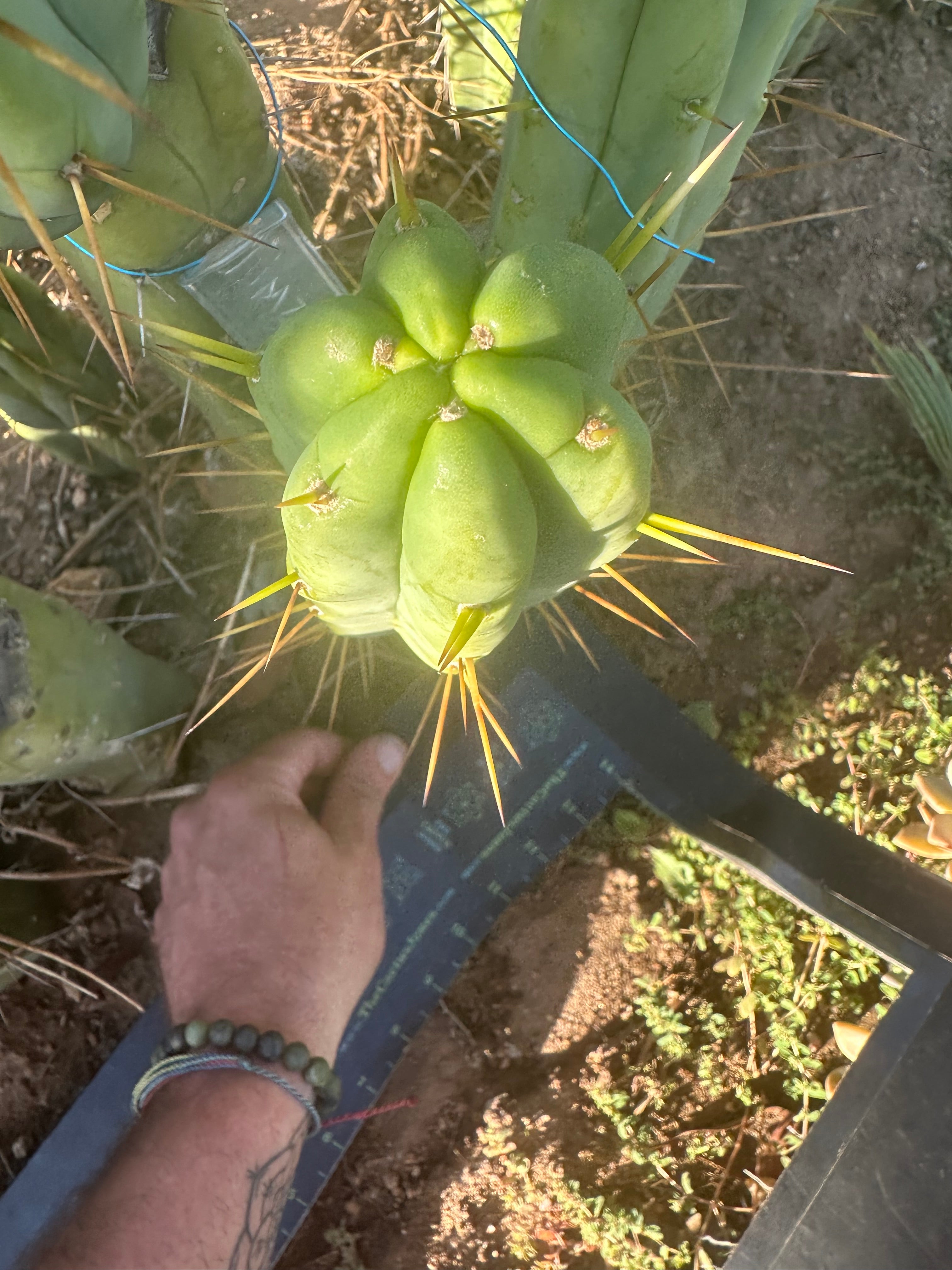 👑🌶️🌶️ Jiimz Twin Spine  — 12” Tips