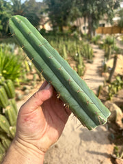 10” Bridgesii Tips — FREE ADD-ON ITEM!