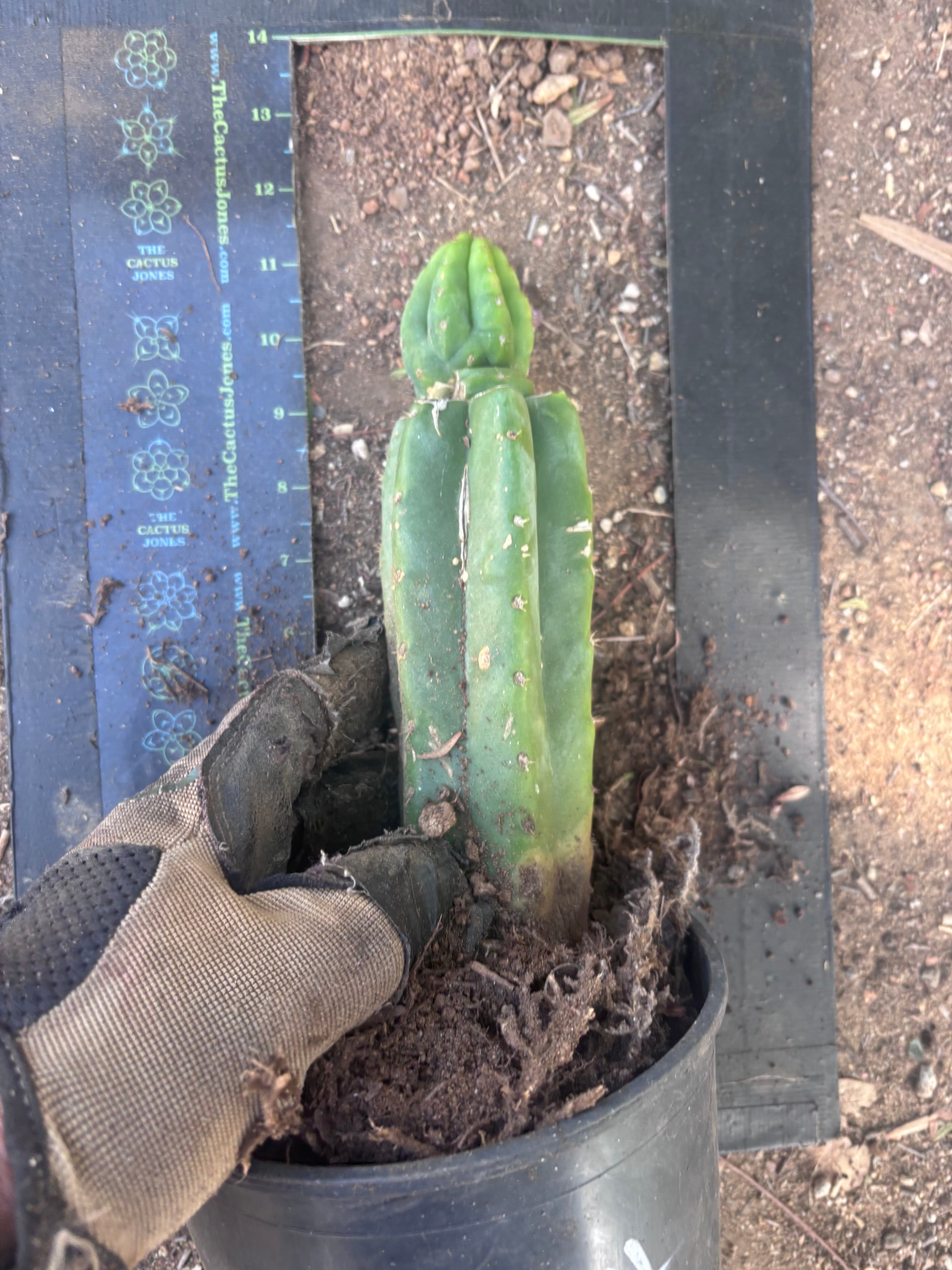👑🌶️🌶️ KR04 — Rooted Slab Graft w/ Pup