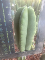 💎👑🌶️ Ferah — FAT 10” Tip