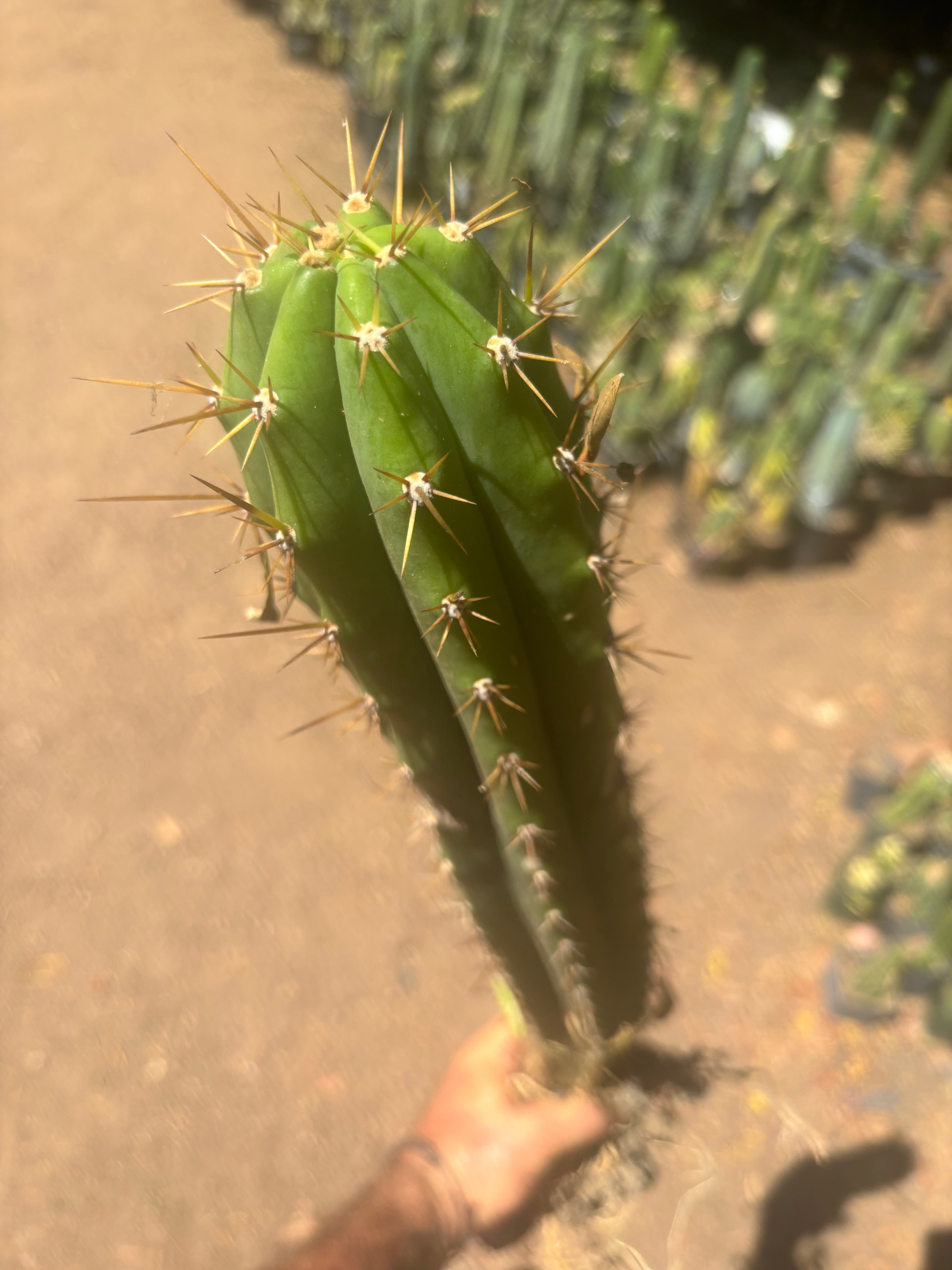 💎 Chavin de Huantar x Lumberjack — Seed Grown XL Rooted