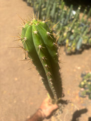 💎 Chavin de Huantar x Lumberjack — Seed Grown XL Rooted