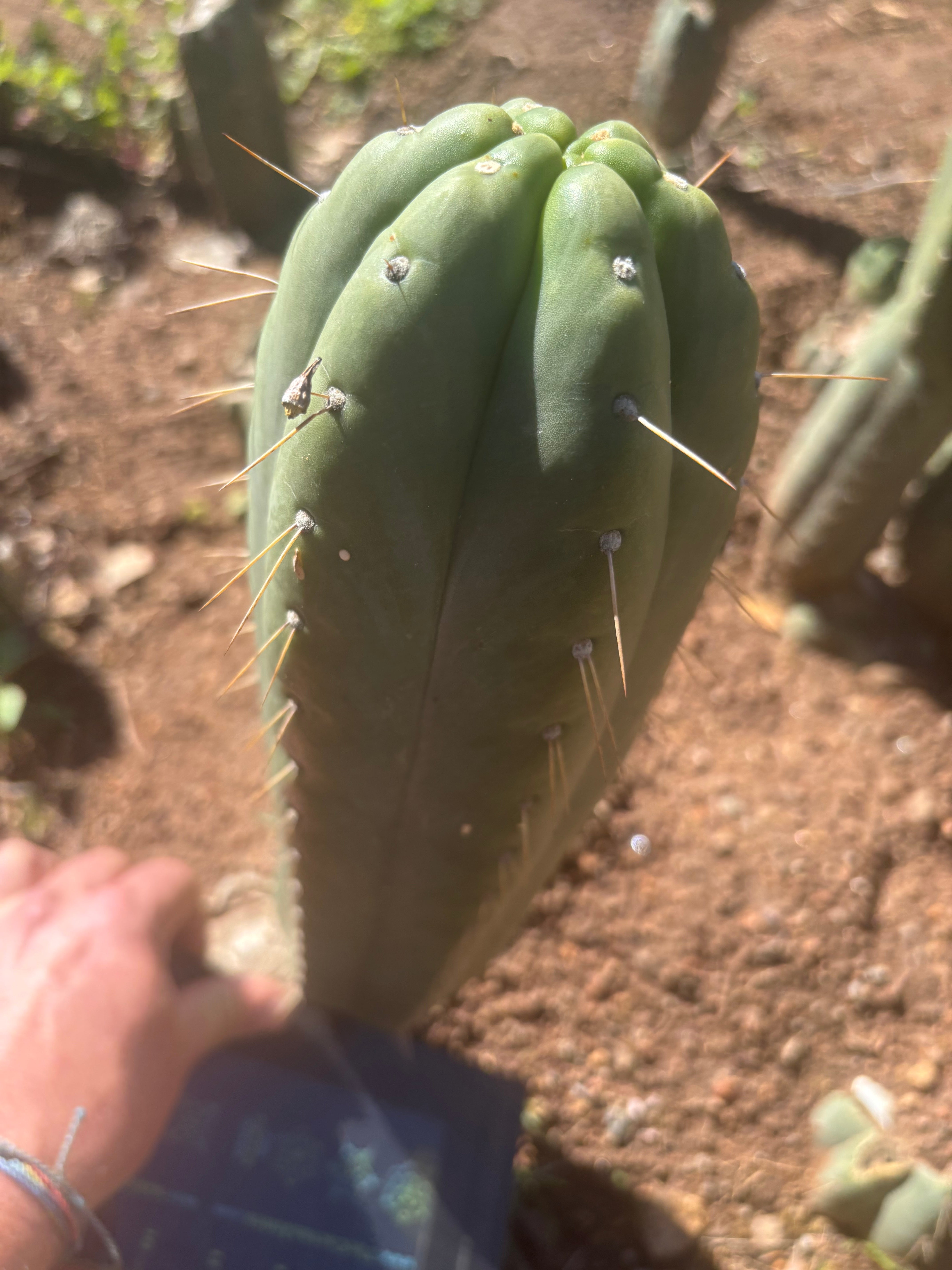 👑🌶️ Yowie — XL 13” Pup