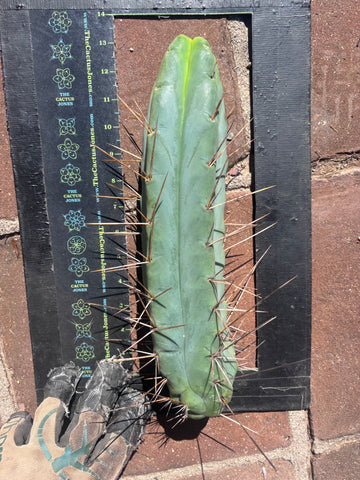 👑🌶️🌶️ Eileen —  13” Pup