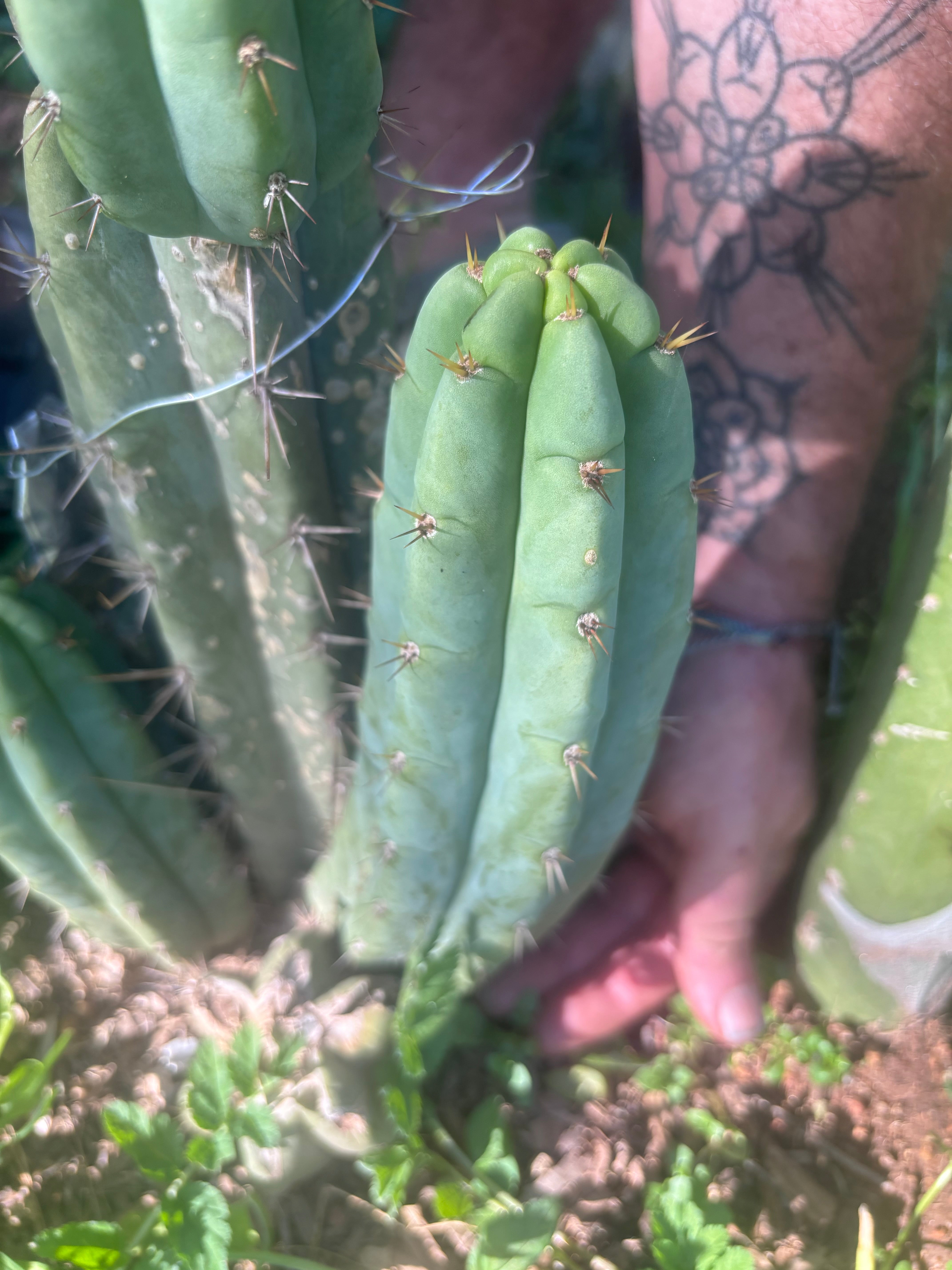💎👑🌶️🌶️ Austy’s Bomb — 8” Pup