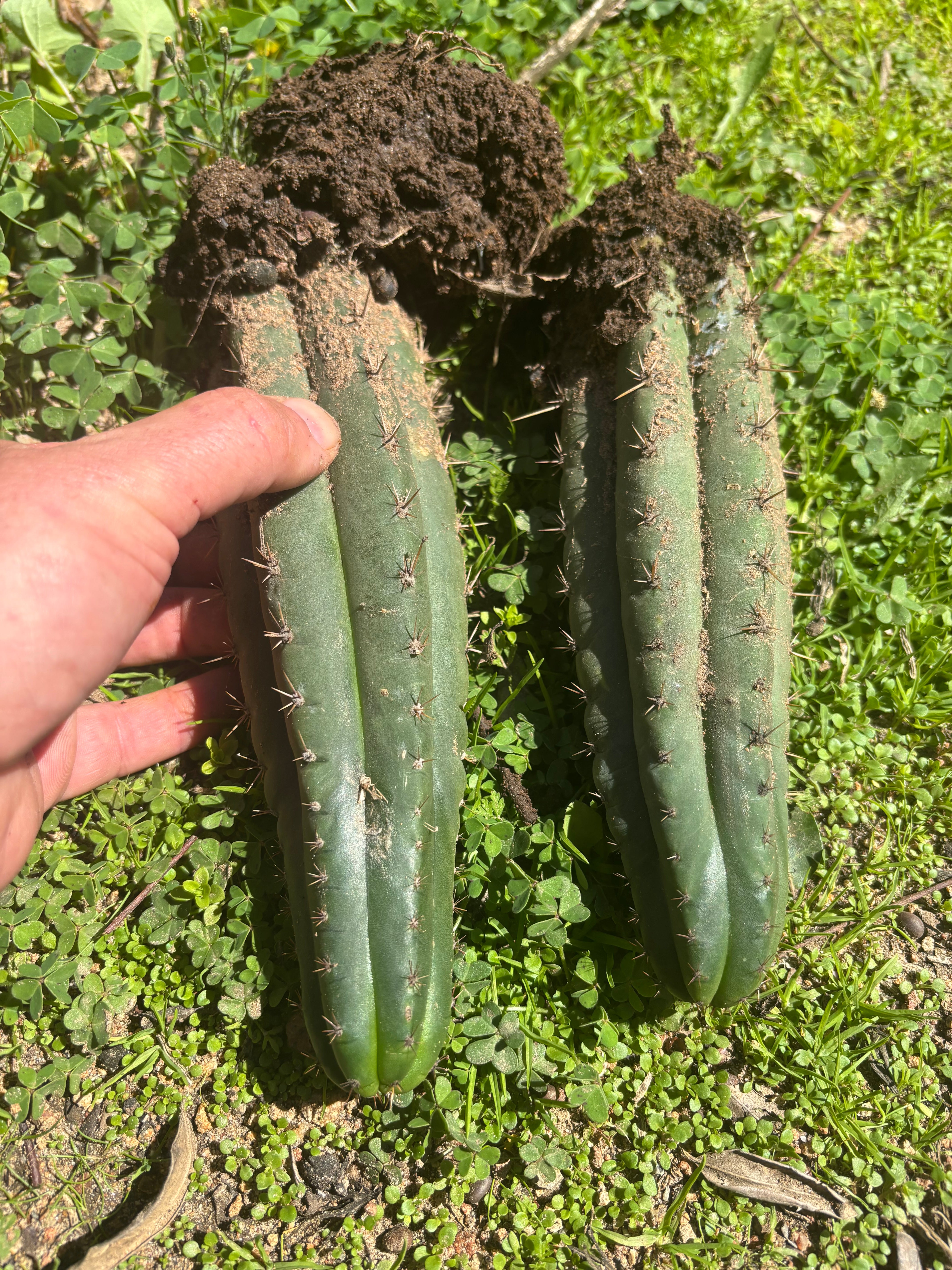 👑🌶️ Ayacucho  — Two Rooted for One Price (11” and 10”)