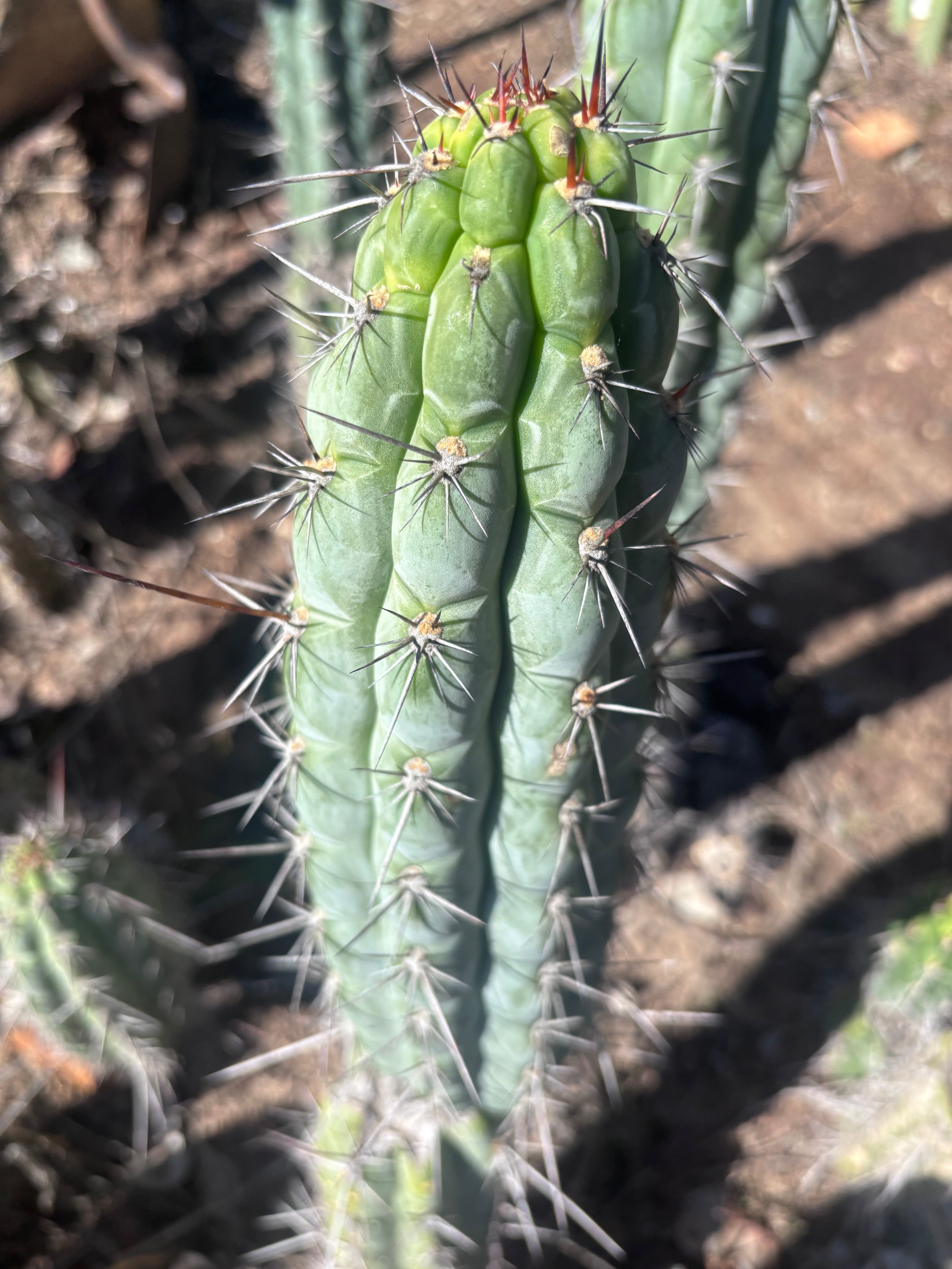 👑 Chala — 12” Tips