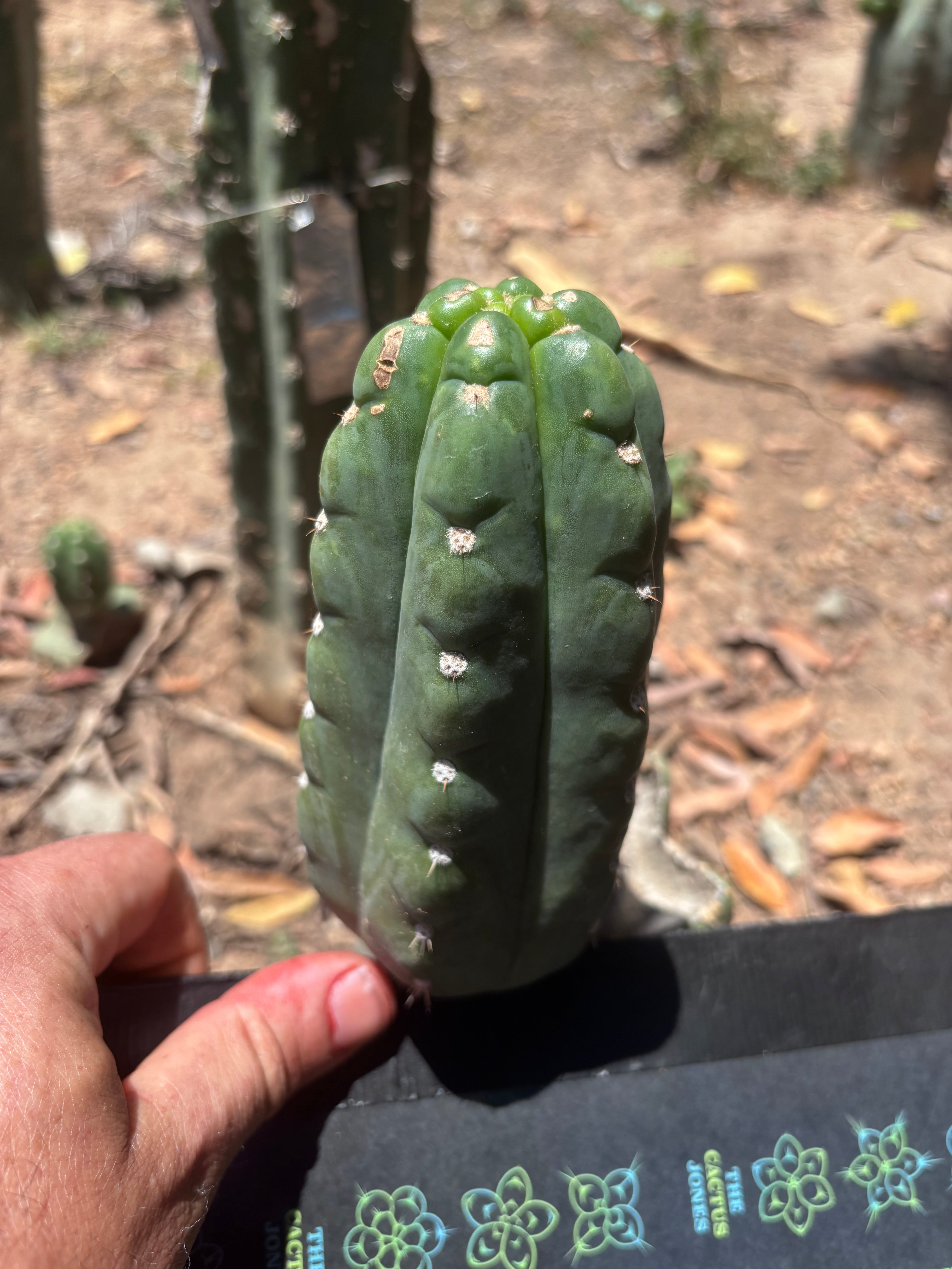 💎👑🌶️  Ichoca — 6” Pup