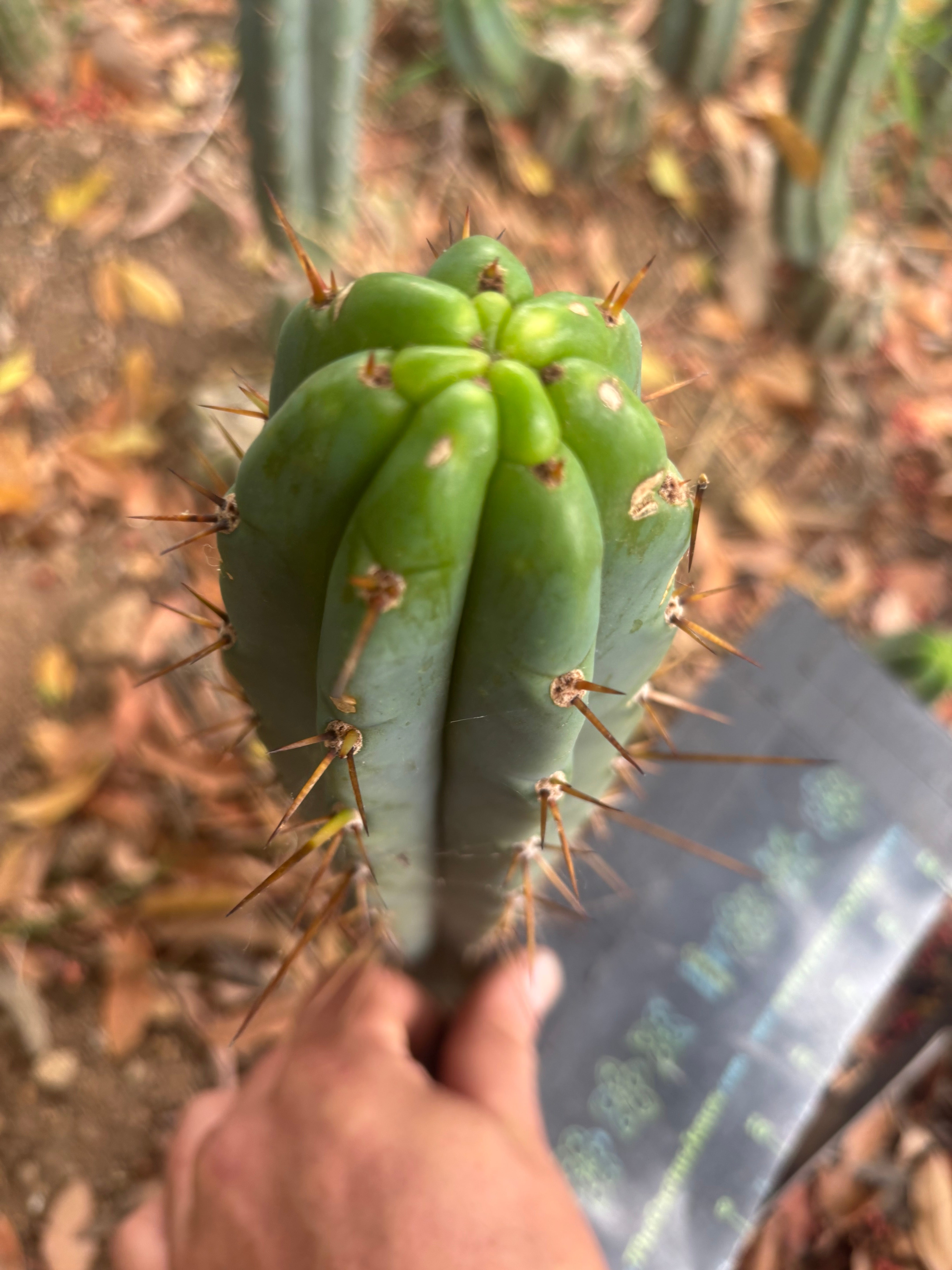 👑🌶️🌶️ Pala — 9” Tip Again