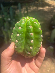 💎🦄💎 JS444 x Pluto (Cross Genus!) — Fat 5” Grenade