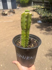 💎👑💎 Havran — Pup Graft on Seed Grown Rooted Stock