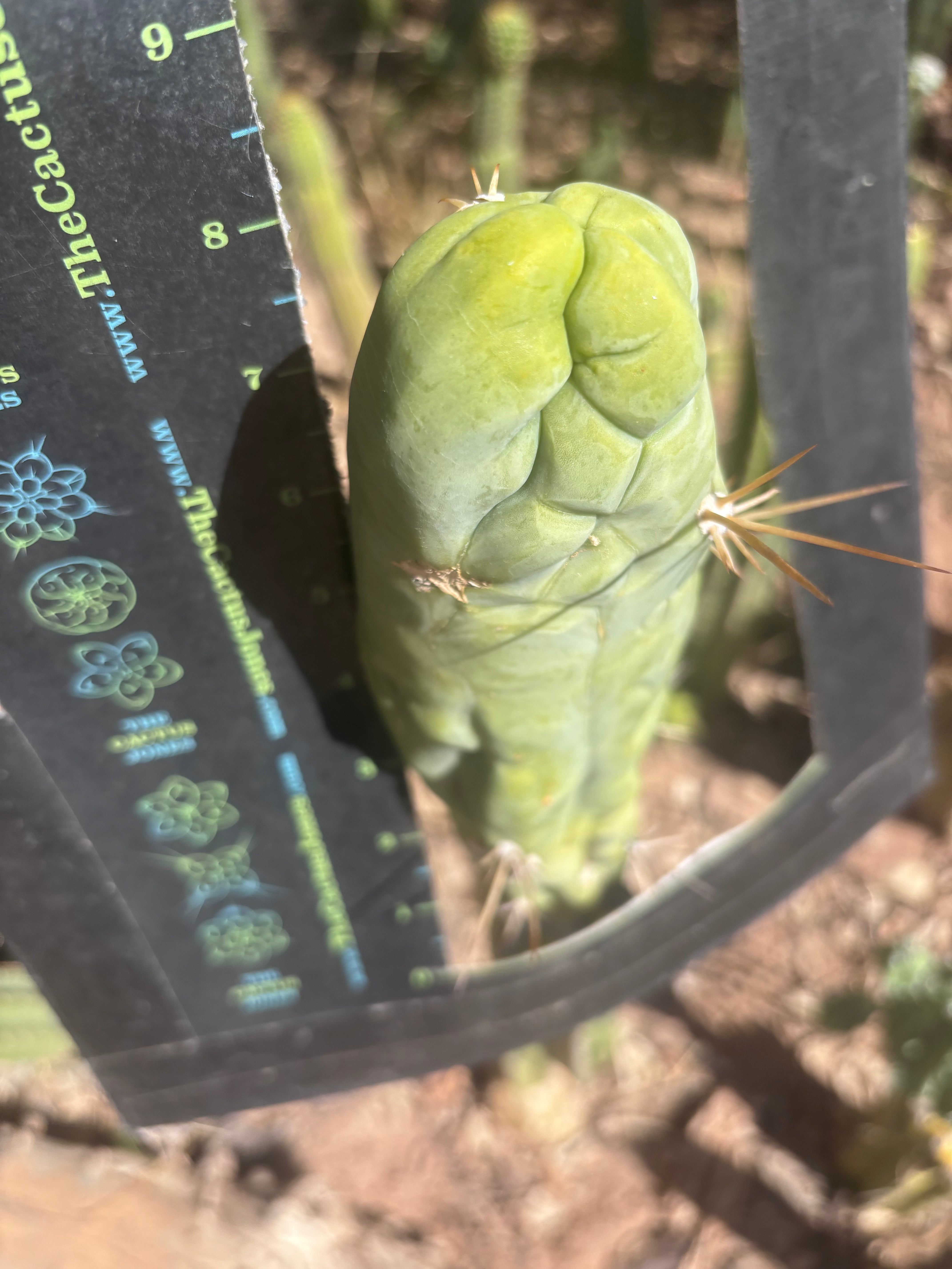 💎👑 Bruce’s Dragon — Chonky 8” Tip