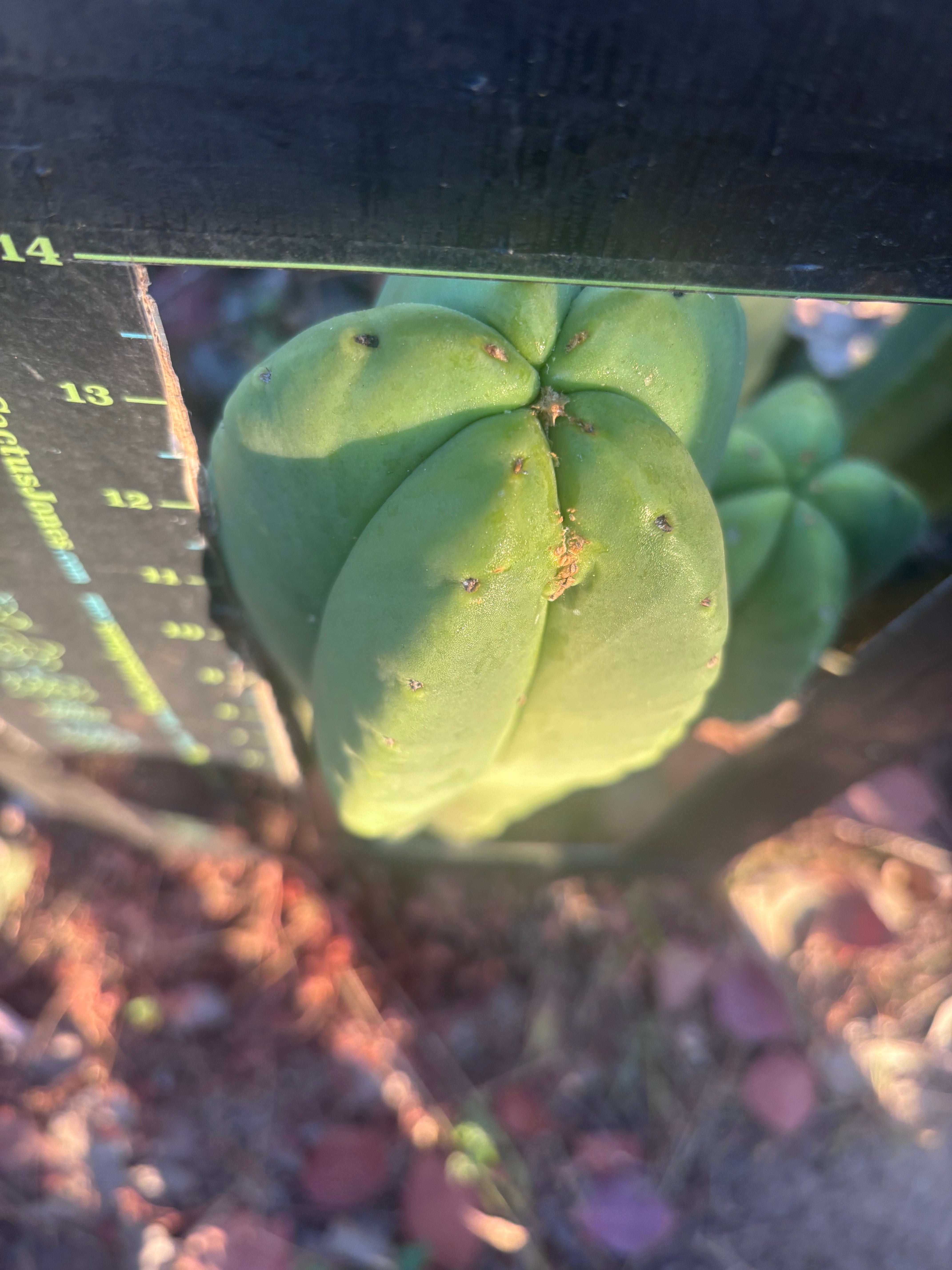 👑💎 Aussie Scop — 14” Tip