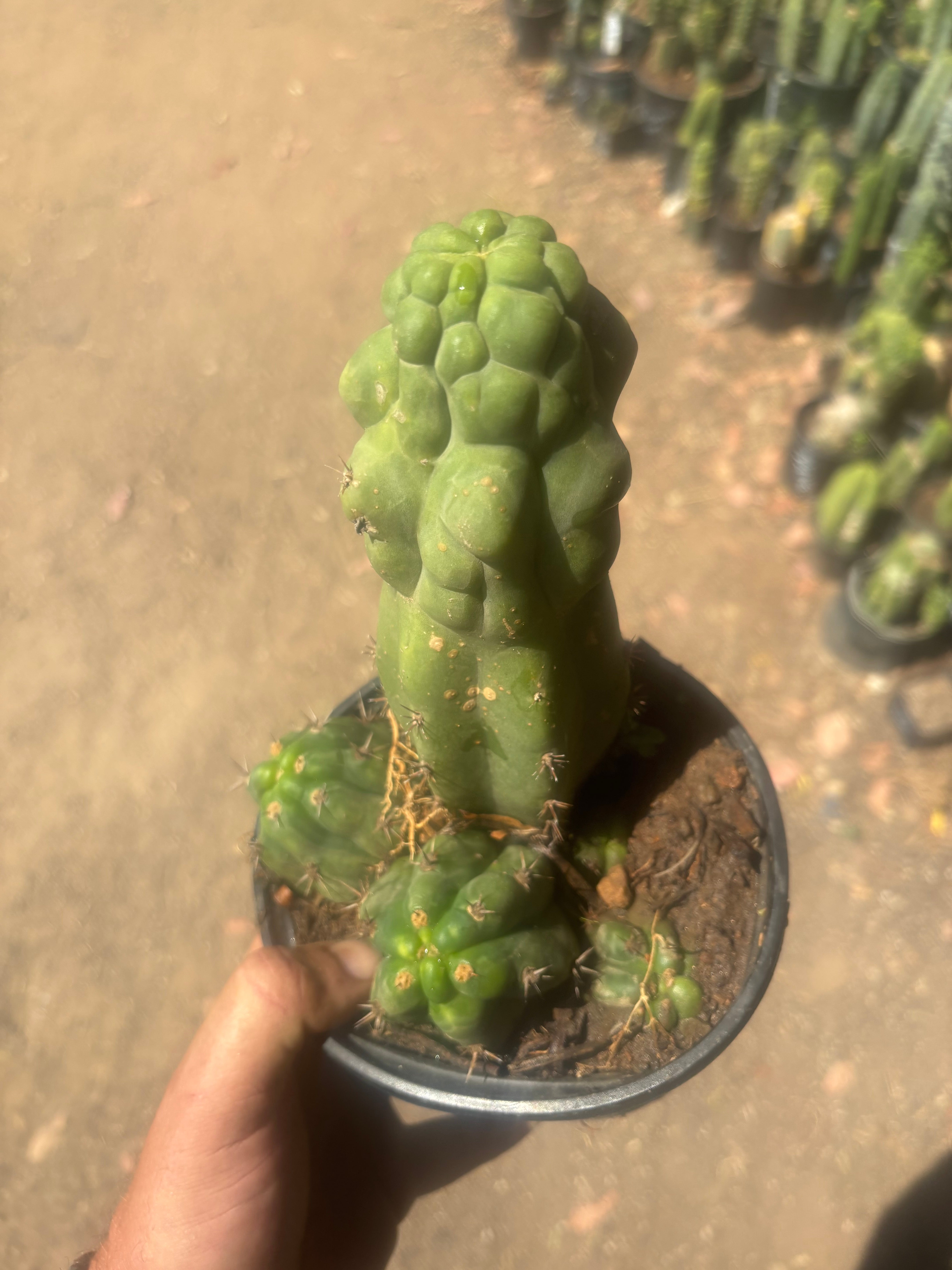 💎 Malo4 x TPM — Rooted Mini Stand
