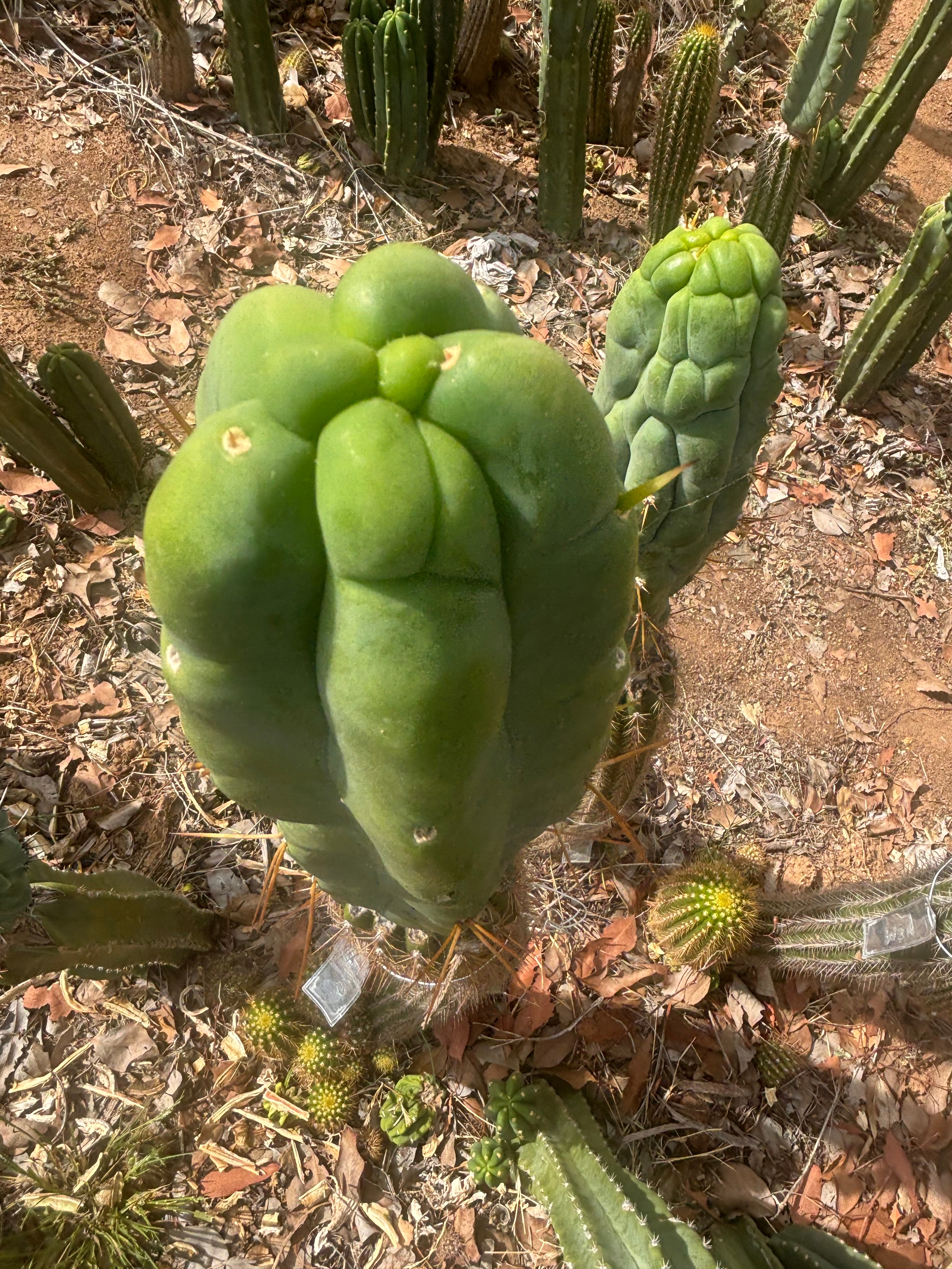 👑💎🌶️ Caballero — Fat 8” Tip