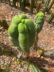 👑💎🌶️ Caballero — Fat 8” Tip