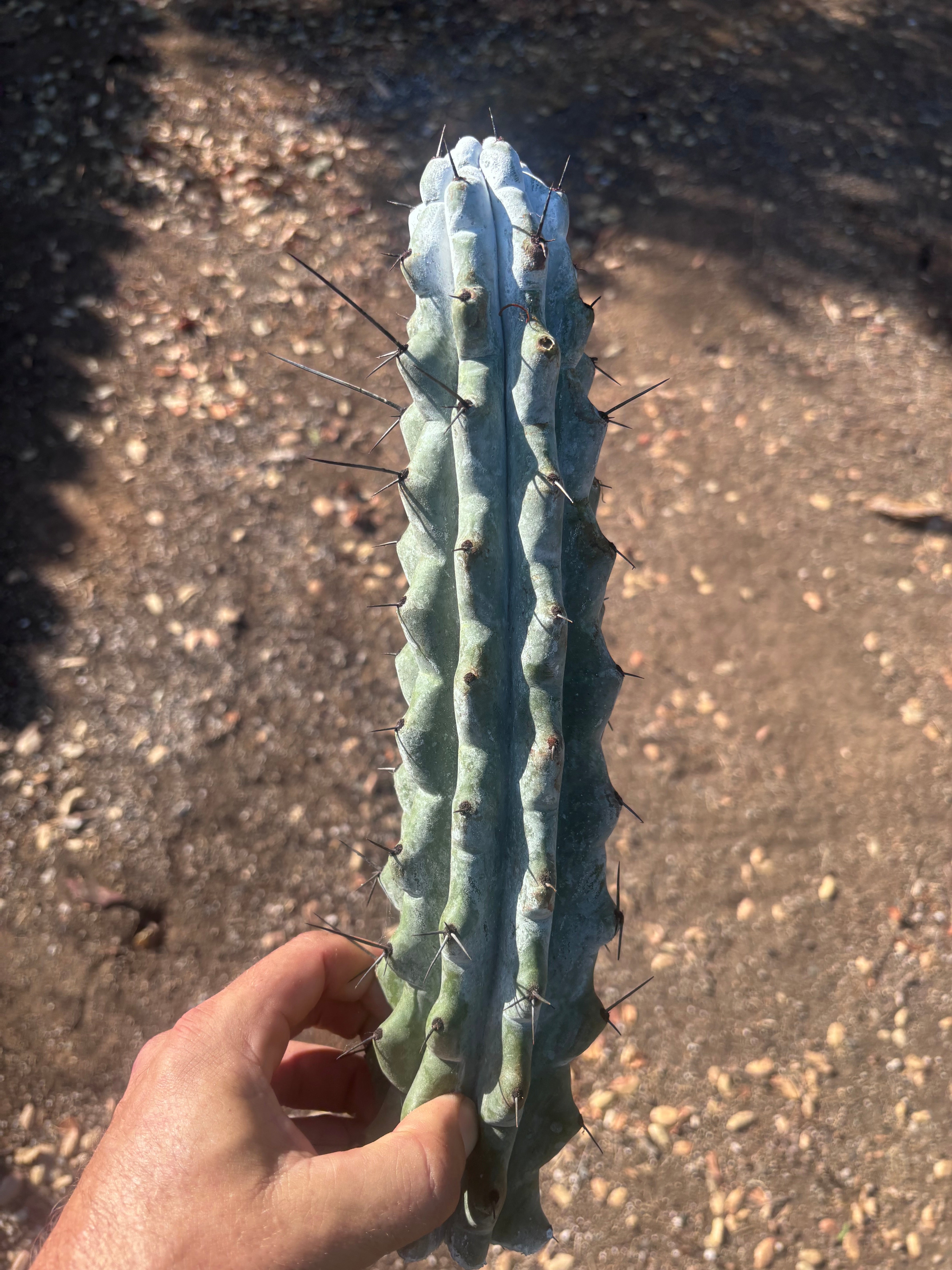 Stenocereus Beneckei — 14” Tip