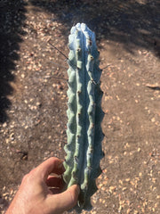 Stenocereus Beneckei — 14” Tip