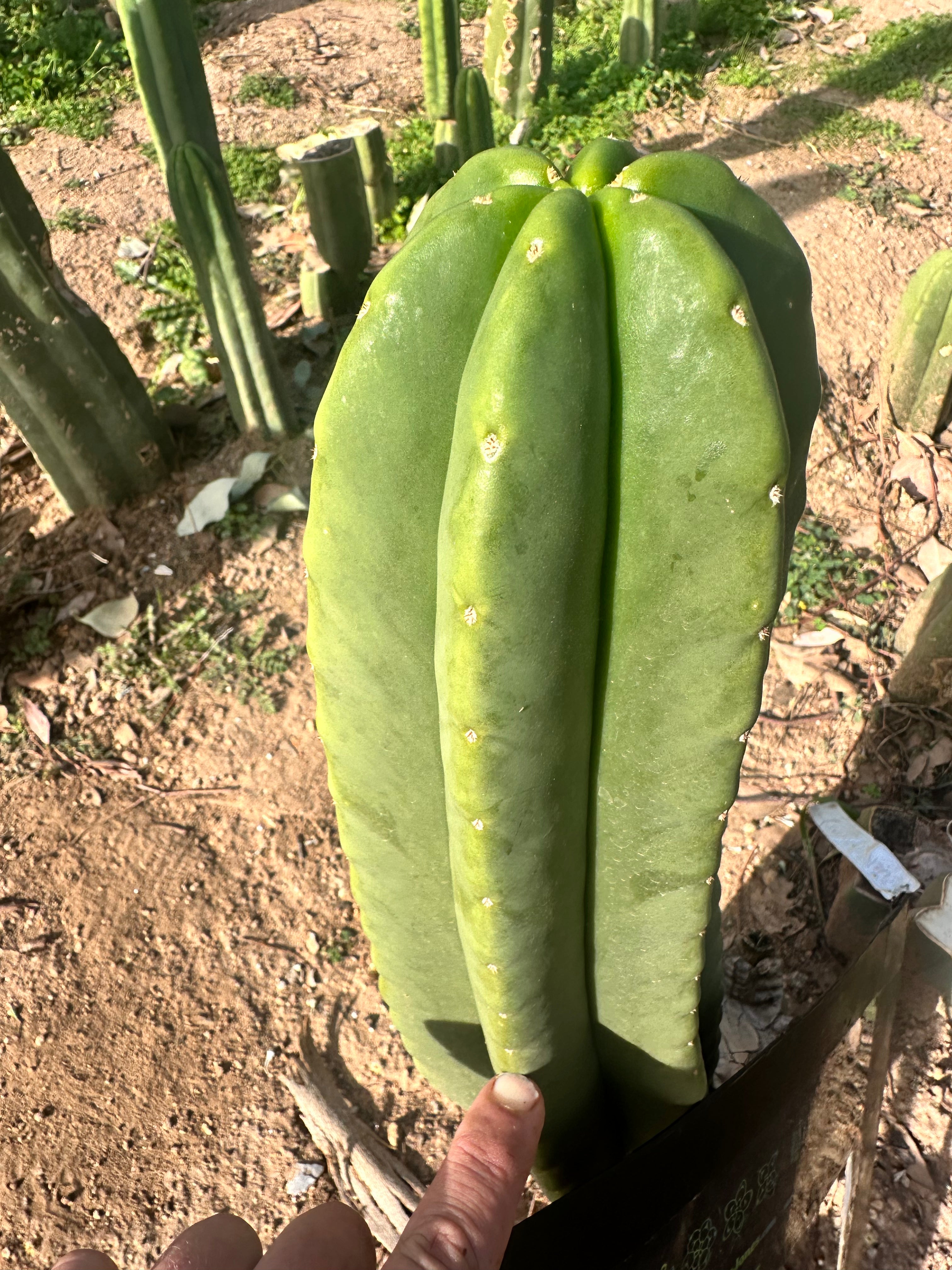 💎👑 Zulk — FATTY Tip