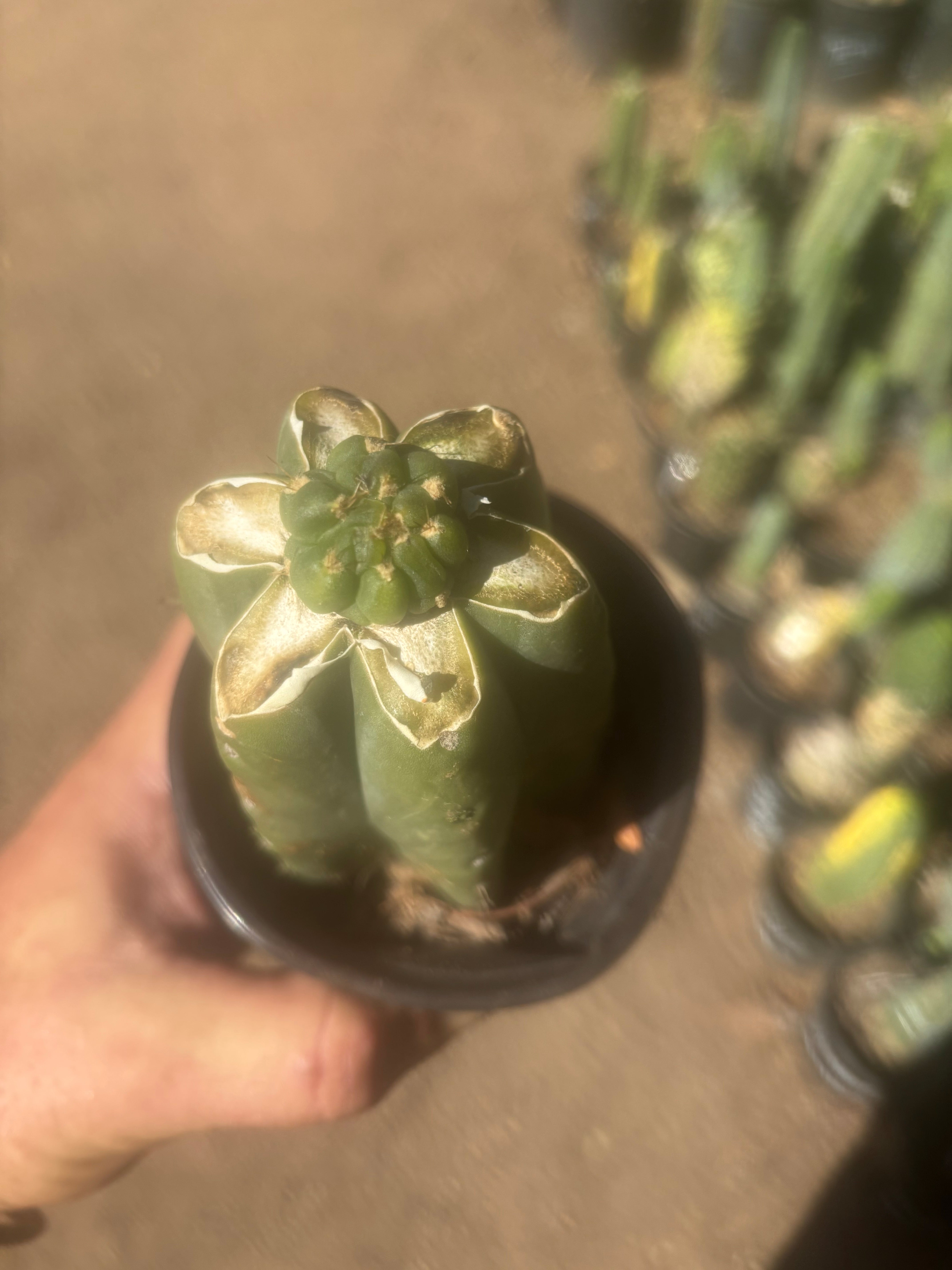 💎👑💎 Tulhuay — Rare Magenta Flower — Pup Graft on Rooted Pierre