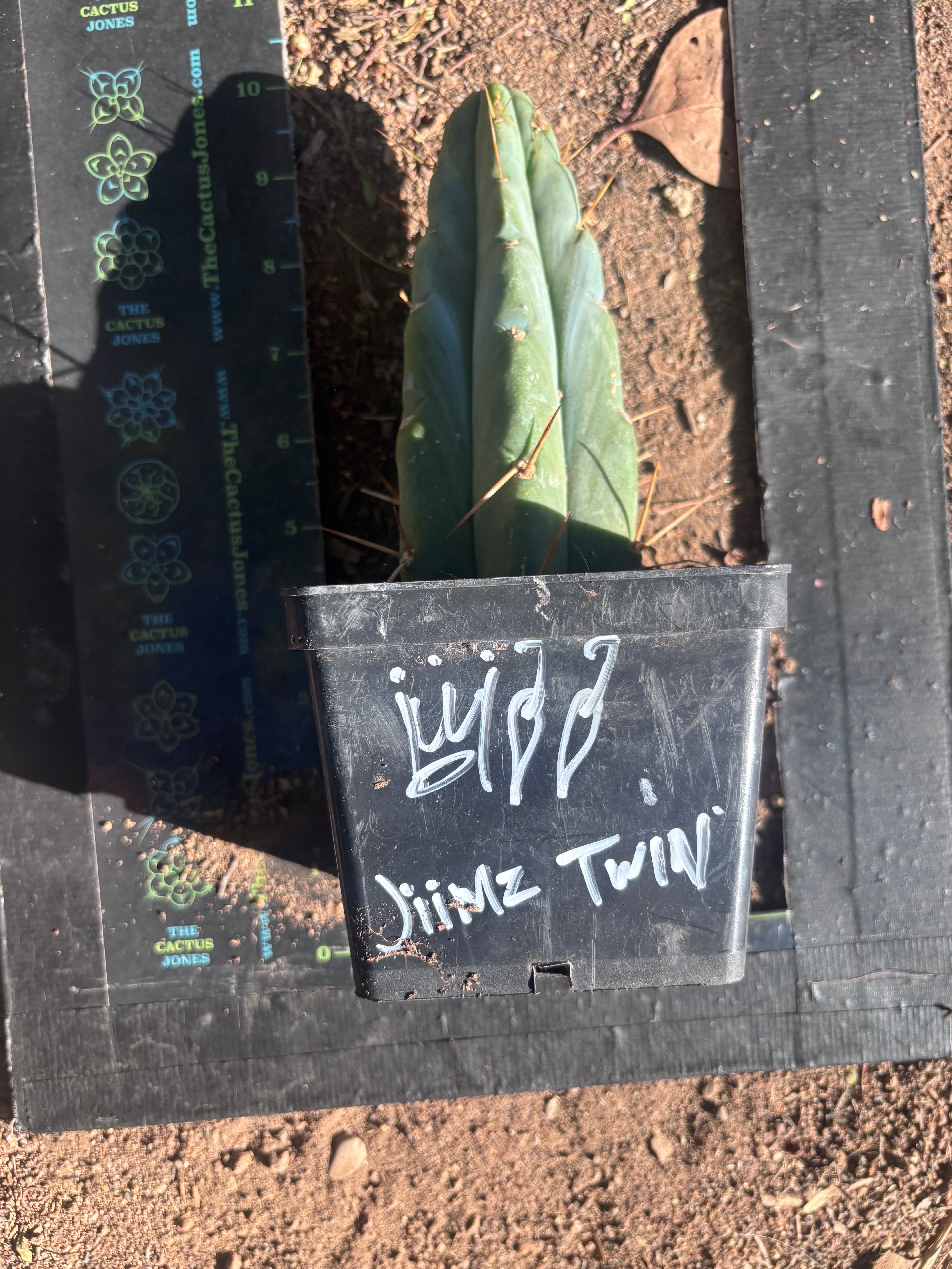 👑🌶️🌶️ Jiimz Twin Spine — Rooted Tips