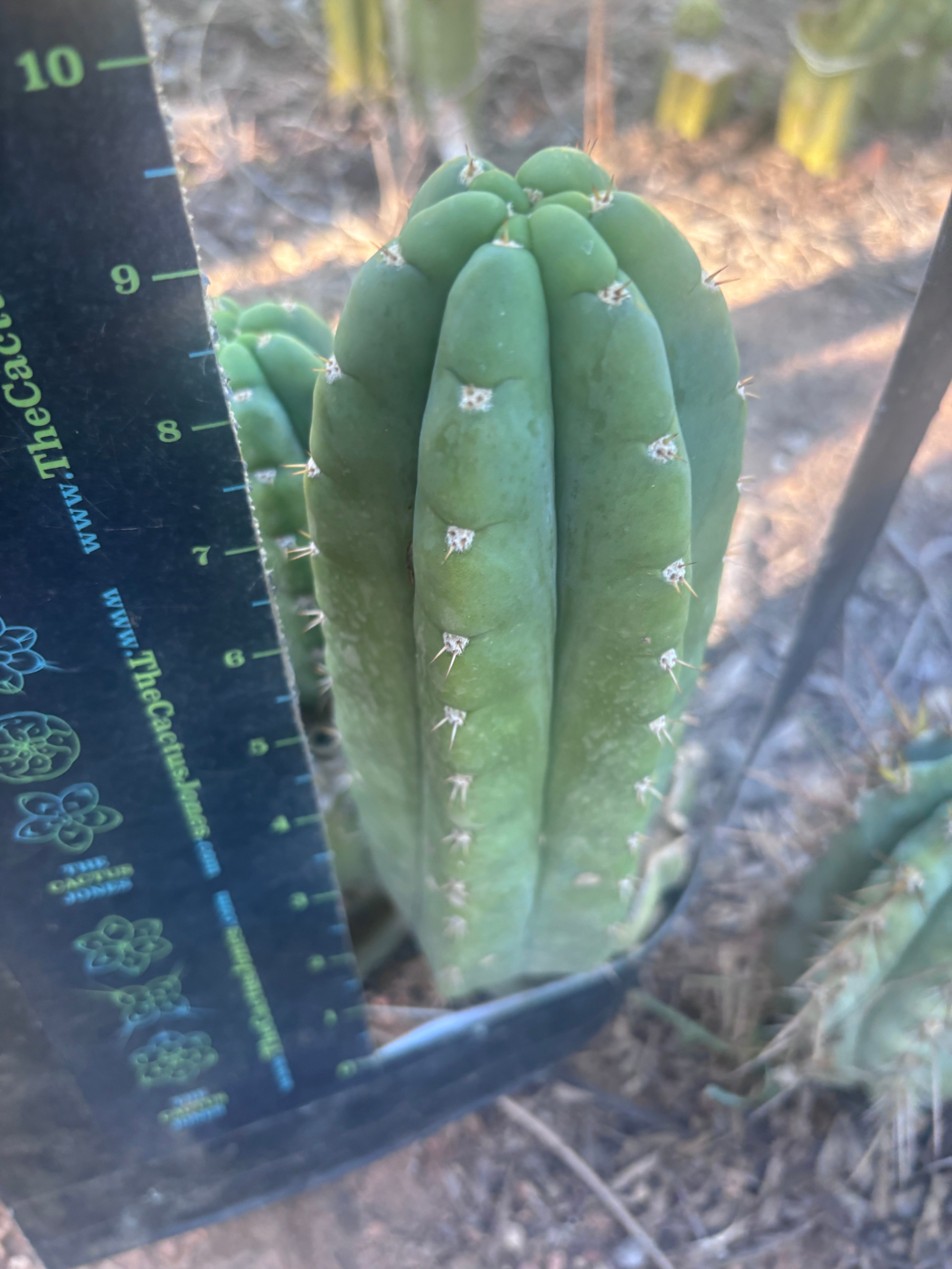 👑💎🌶️ Bob’s Colossus—  Chonky 8” Pup
