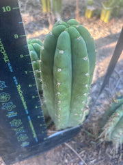 👑💎🌶️ Bob’s Colossus—  Chonky 8” Pup