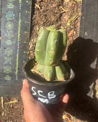 💎👑💎 SCB  — Pup Graft on Rooted Pierre