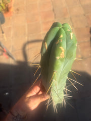 👑🌶️ Kai — 15” Tip