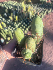 👑🌶️🌶️  TBM Clone B — Fully Rooted
