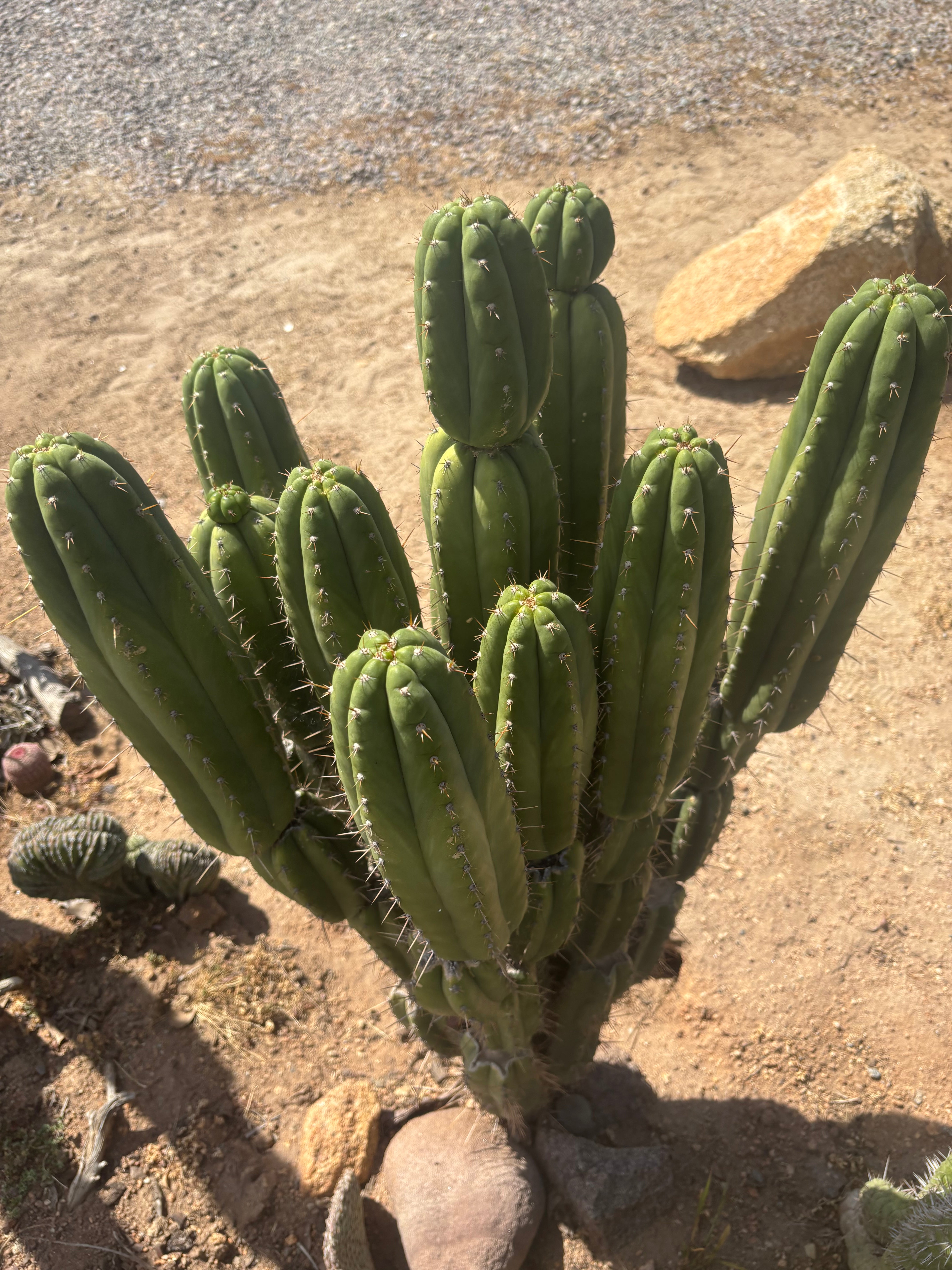 💎👑🌶️ Star Ayacucho  — BATCH DEAL