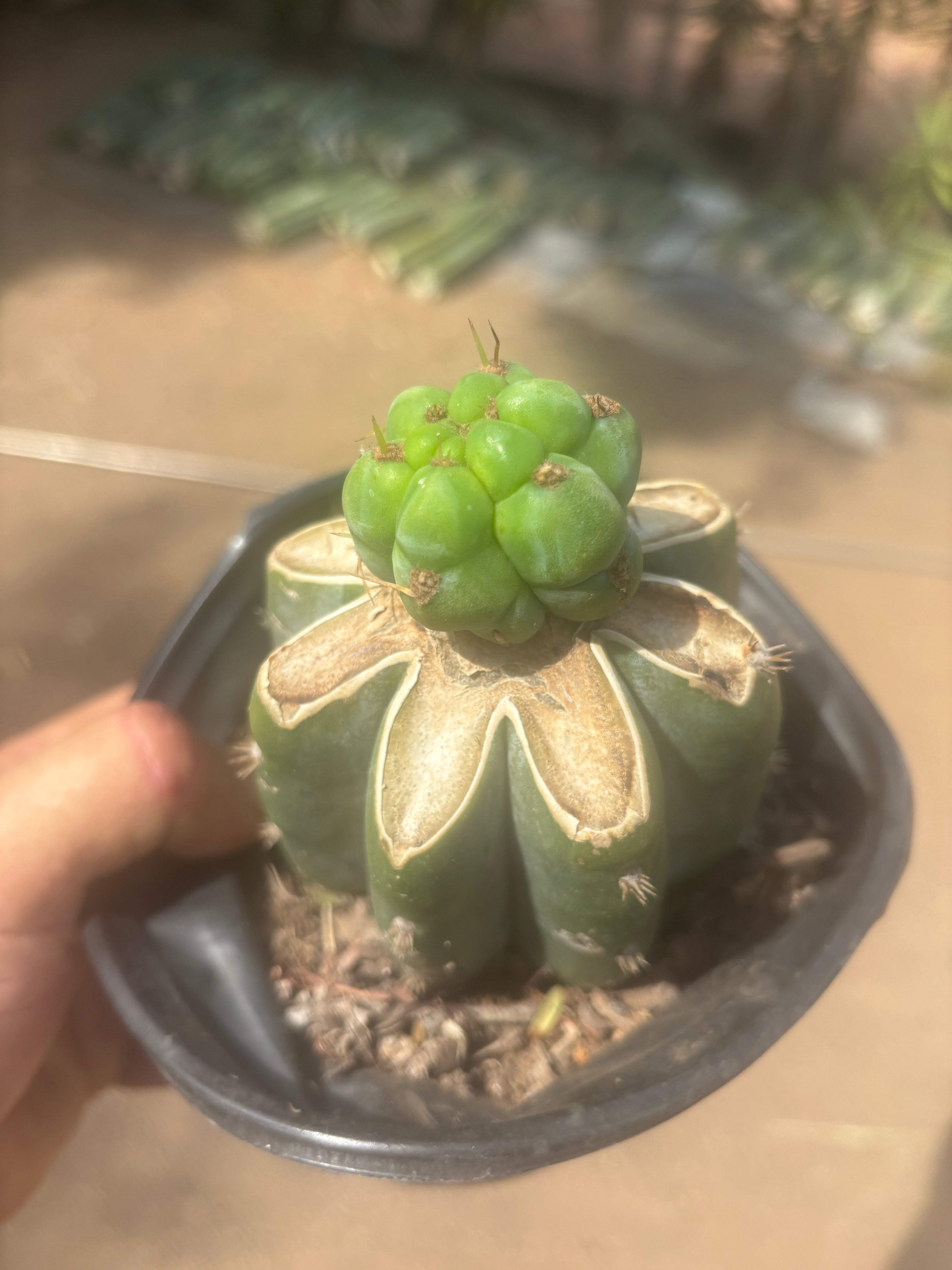 💎🌶️🌶️ NOM — Pup Graft On Rooted Shine01