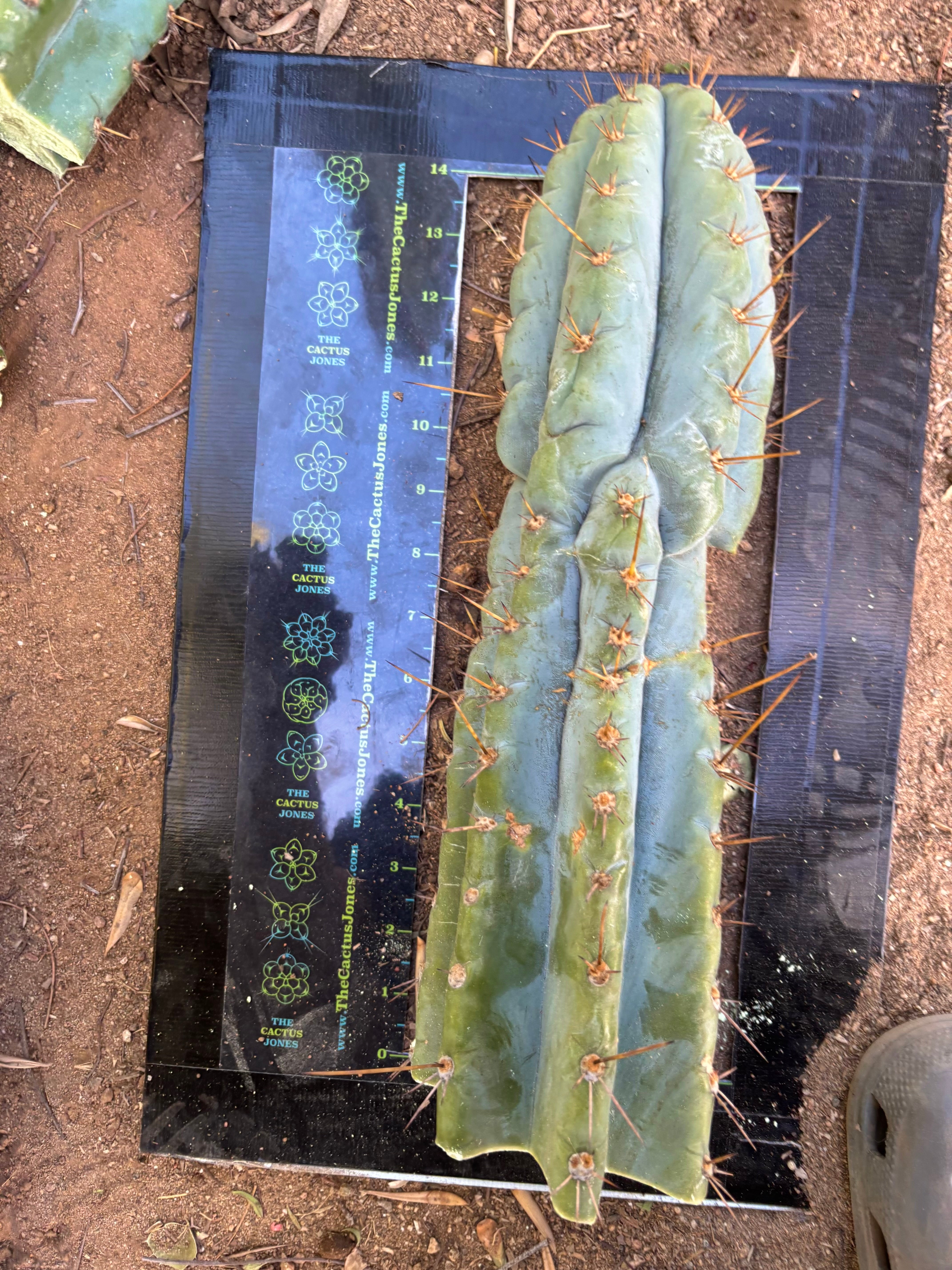 💎👑💎 Papa Smurf — XL 14” Tip