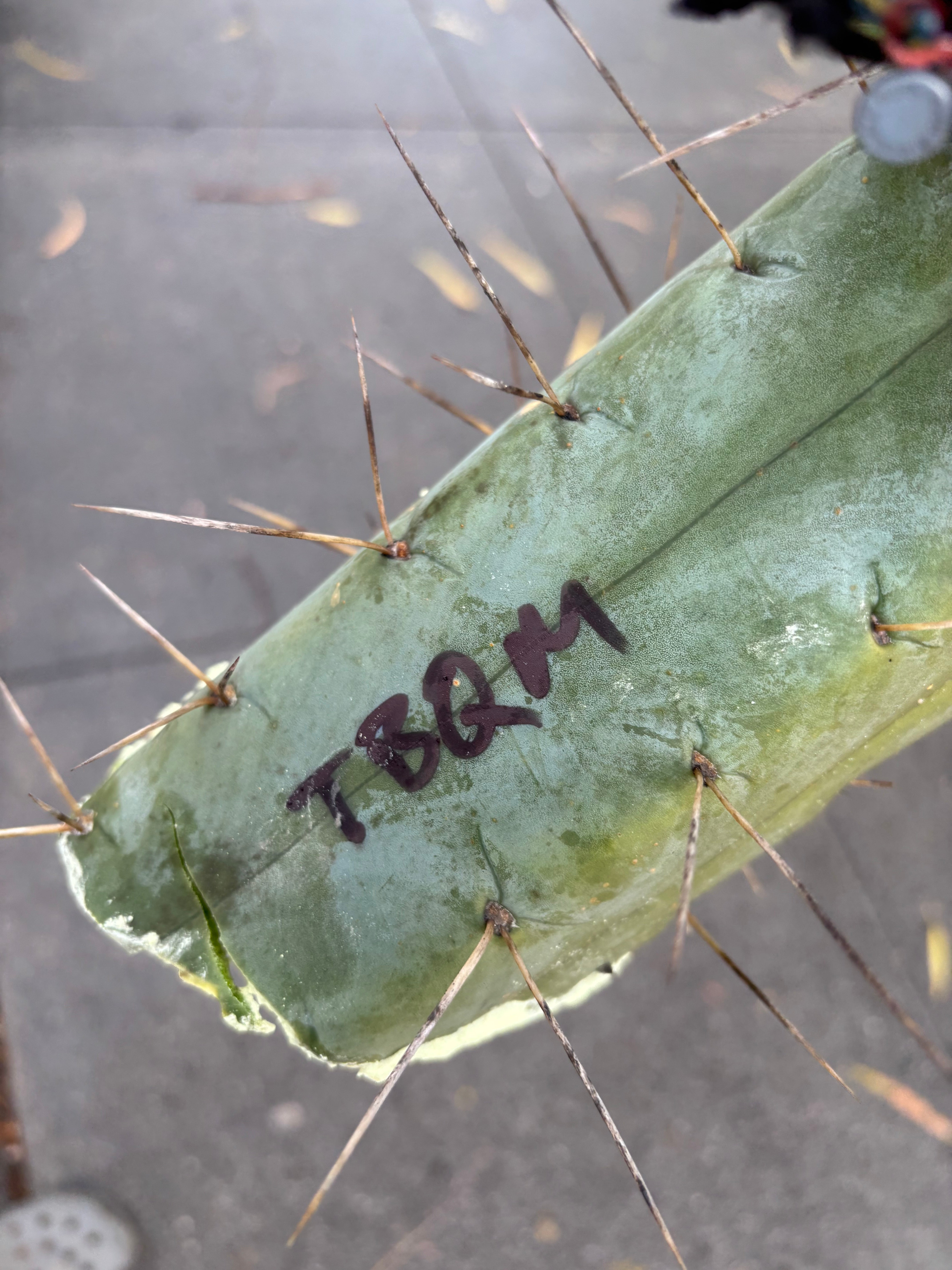 👑💎🌶️ TBQM  — Massive 12” Tip (Cut #1)