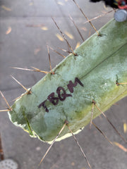 👑💎🌶️ TBQM  — Massive 12” Tip (Cut #1)
